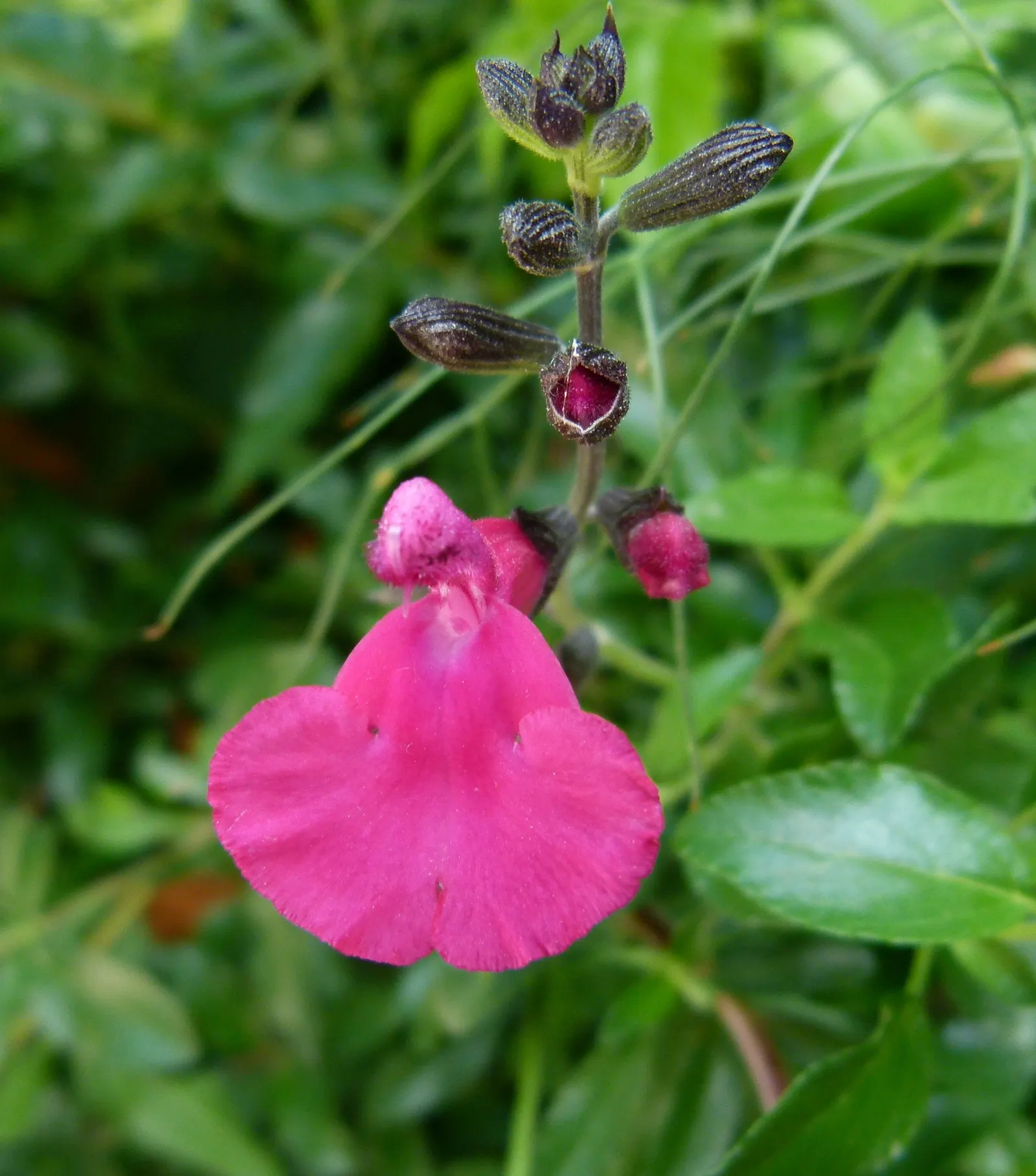Baby Sage (Salvia Microphylla 'Berzerkeley') — The lightly textured foliage emits a delightful fragrance when disturbed