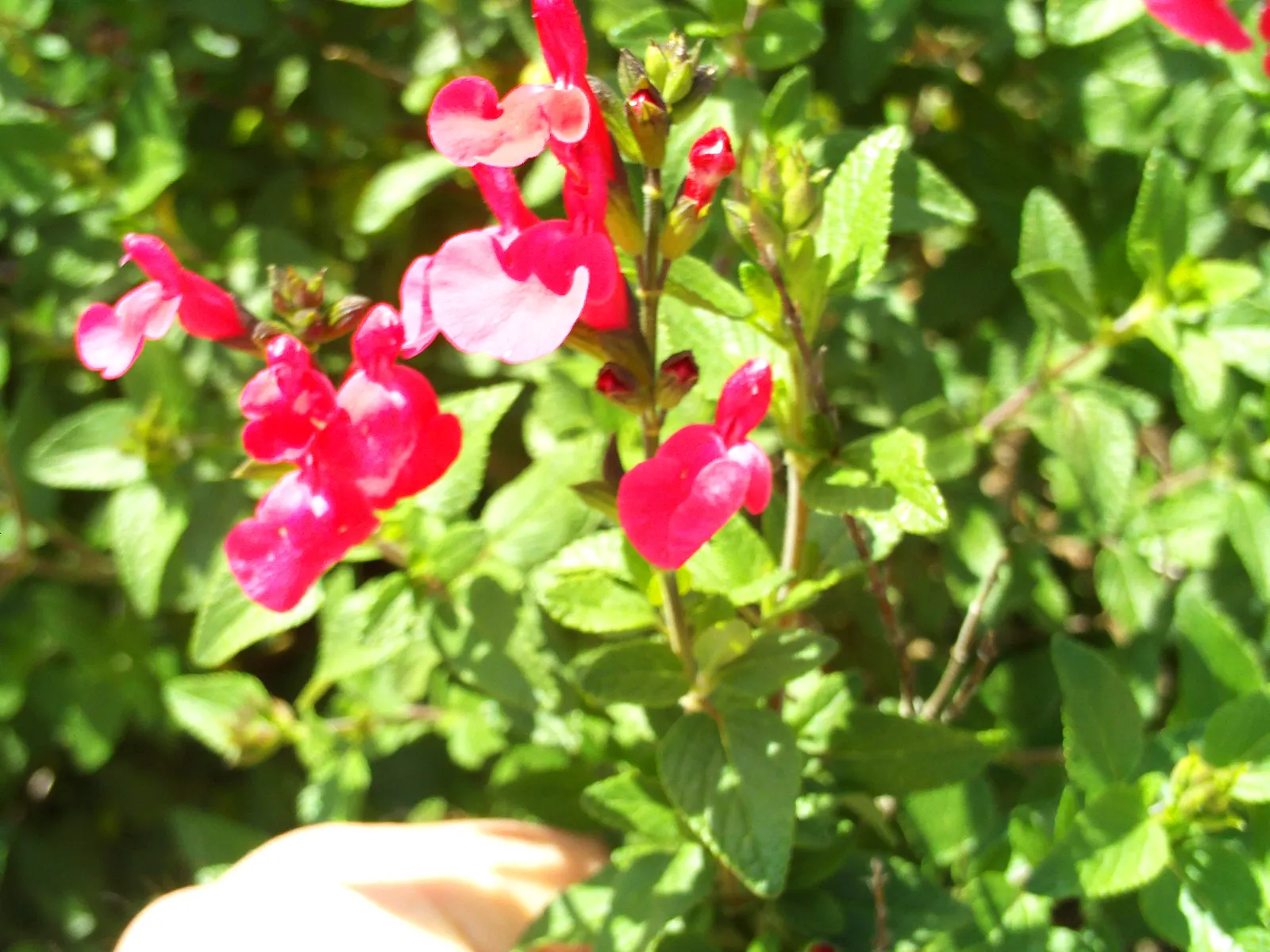 Baby Sage (Salvia Microphylla 'Berzerkeley') — pink flowers in the garden