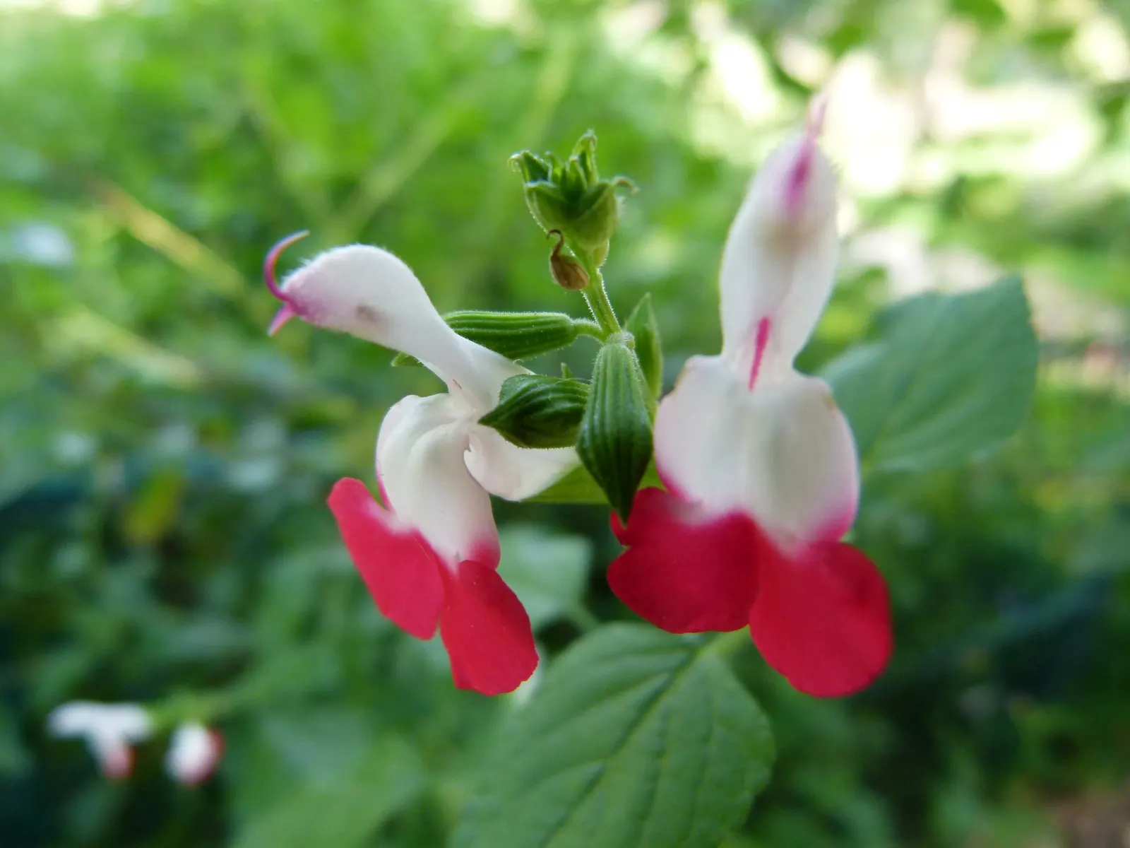 Baby Sage (Salvia Microphylla 'Berzerkeley') — Drought-tolerant once established, it's perfect for low-water landscapes and hummingbird gardens, image 53