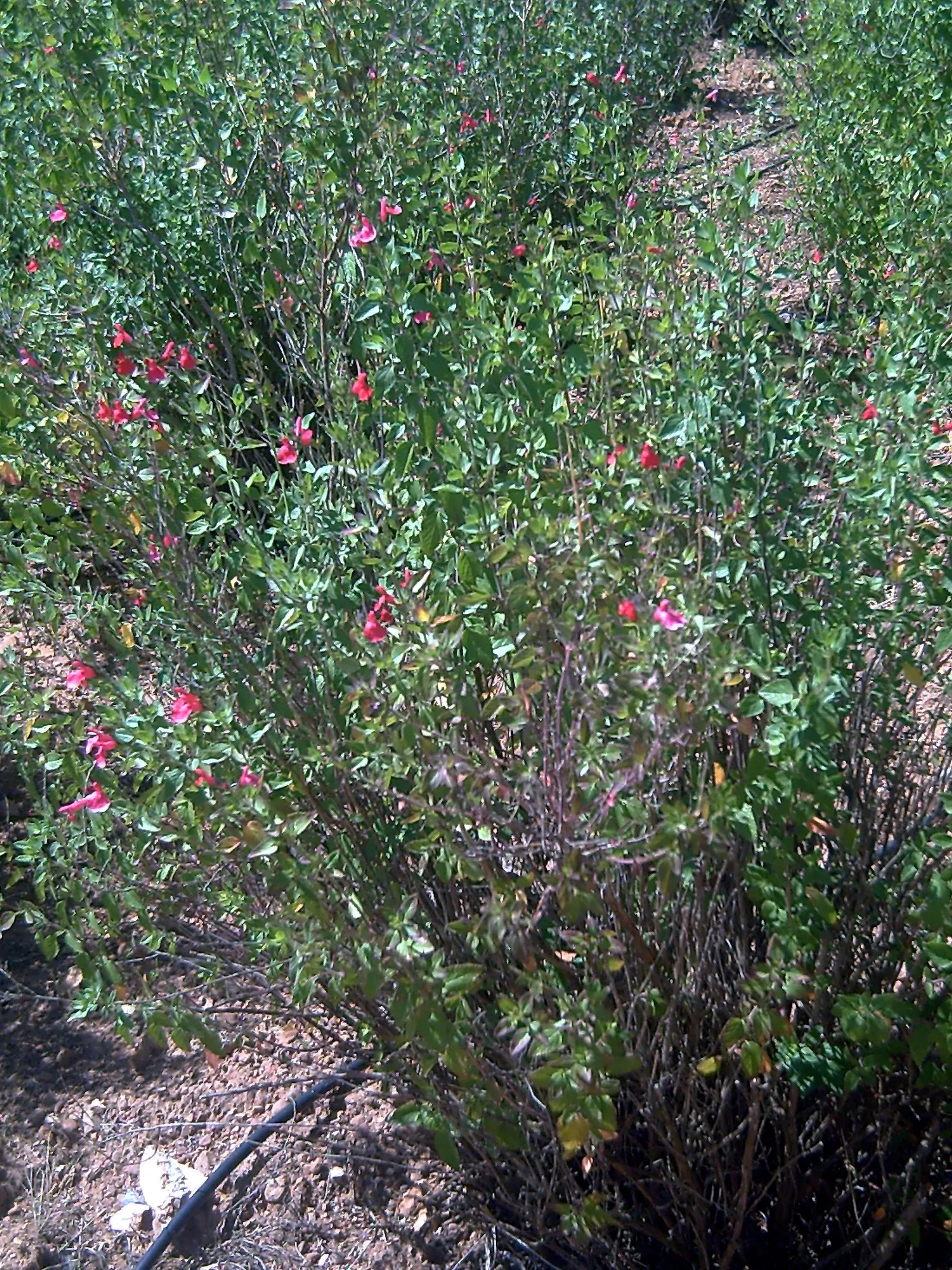 Baby Sage (Salvia Microphylla 'Berzerkeley') — which adds an additional layer of life and movement to the landscape