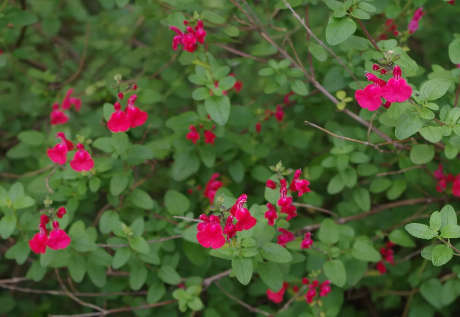 Baby Sage (Salvia Microphylla 'Berzerkeley') — aromatic green foliage and reaches a mature size of approximately 18-24 inches in height and width; deadheading