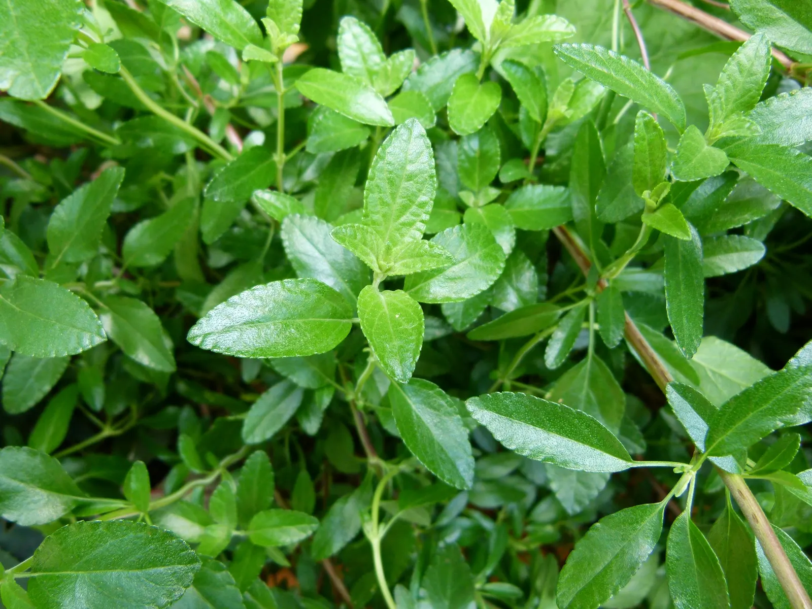 Baby Sage (Salvia Microphylla 'Berzerkeley') — <br><br>In a design context; shrub for full or half, image 69