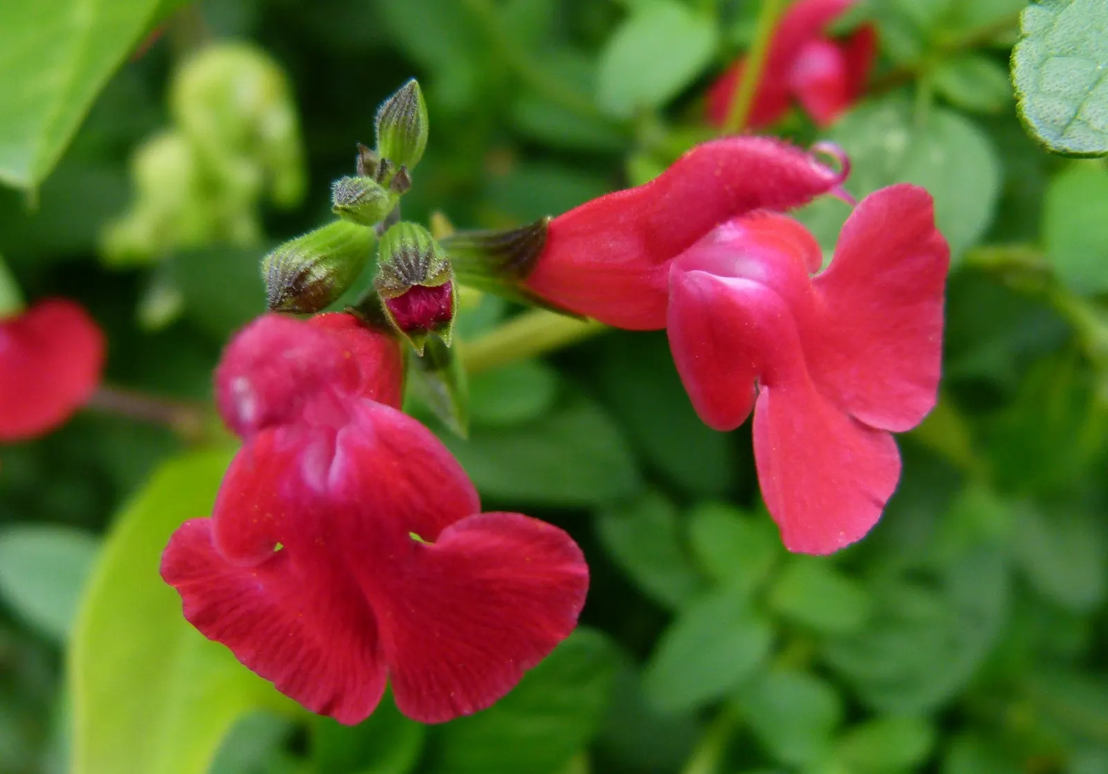 Baby Sage (Salvia Microphylla 'Berzerkeley') — ovate leaves with a light green to gray-green hue; its compact form also allows it to fit well in smaller garden