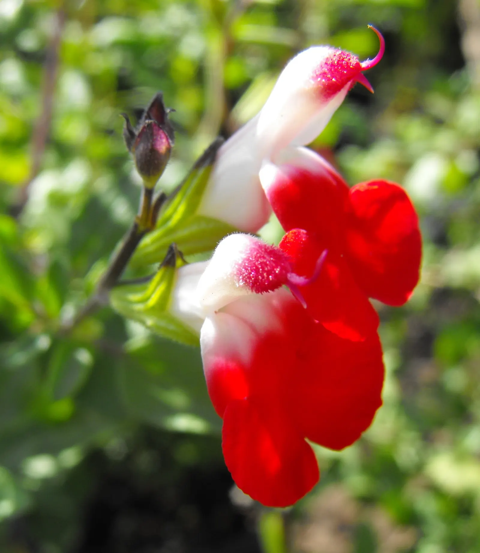 Baby Sage (Salvia Microphylla 'Berzerkeley') — Hardy in USDA zones 7 to 9, this plant thrives in full sun to partial shade and prefers well-drained, image 37