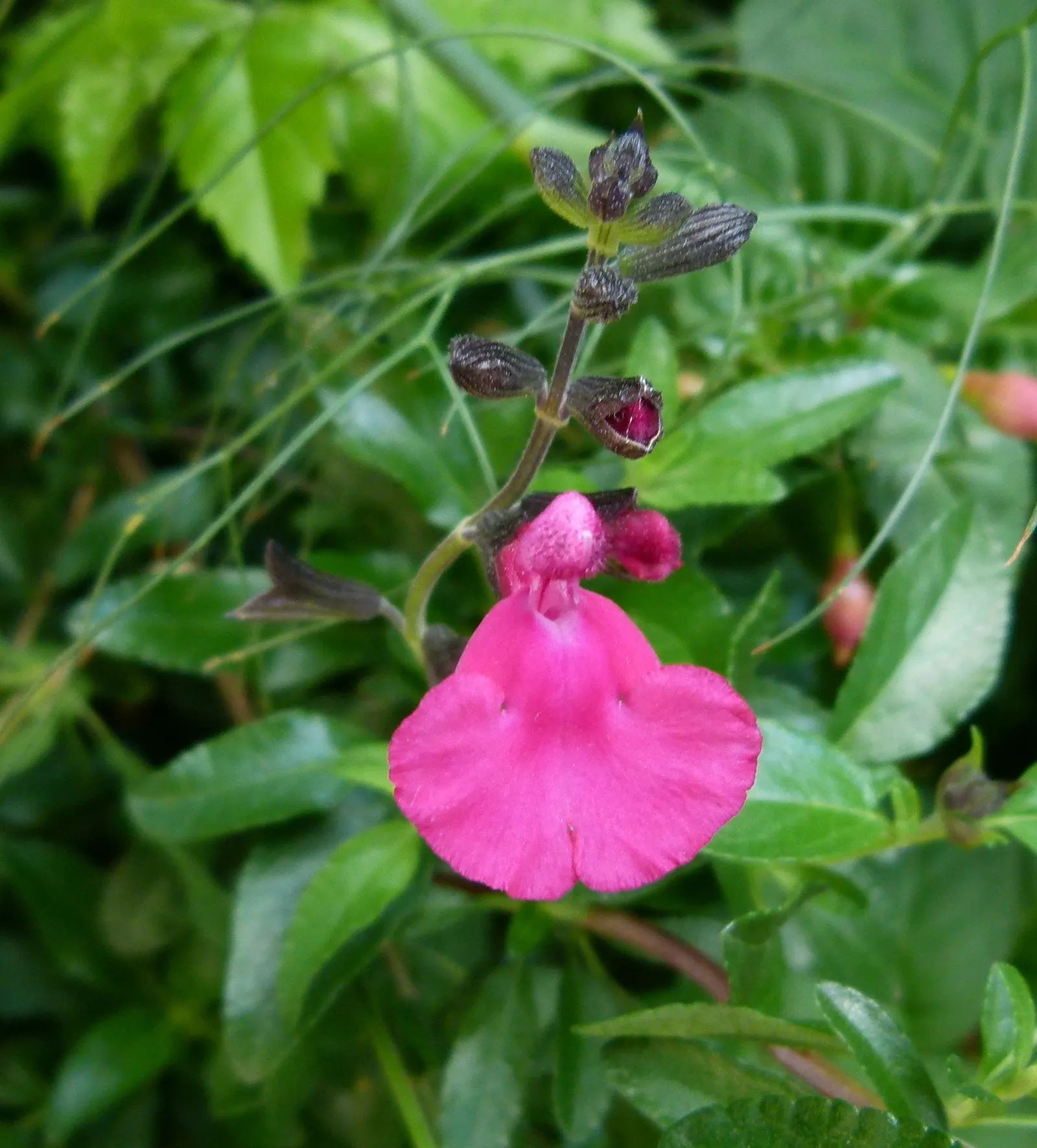 Baby Sage (Salvia Microphylla 'Berzerkeley') — Drought-tolerant once established, it's perfect for low-water landscapes and hummingbird gardens