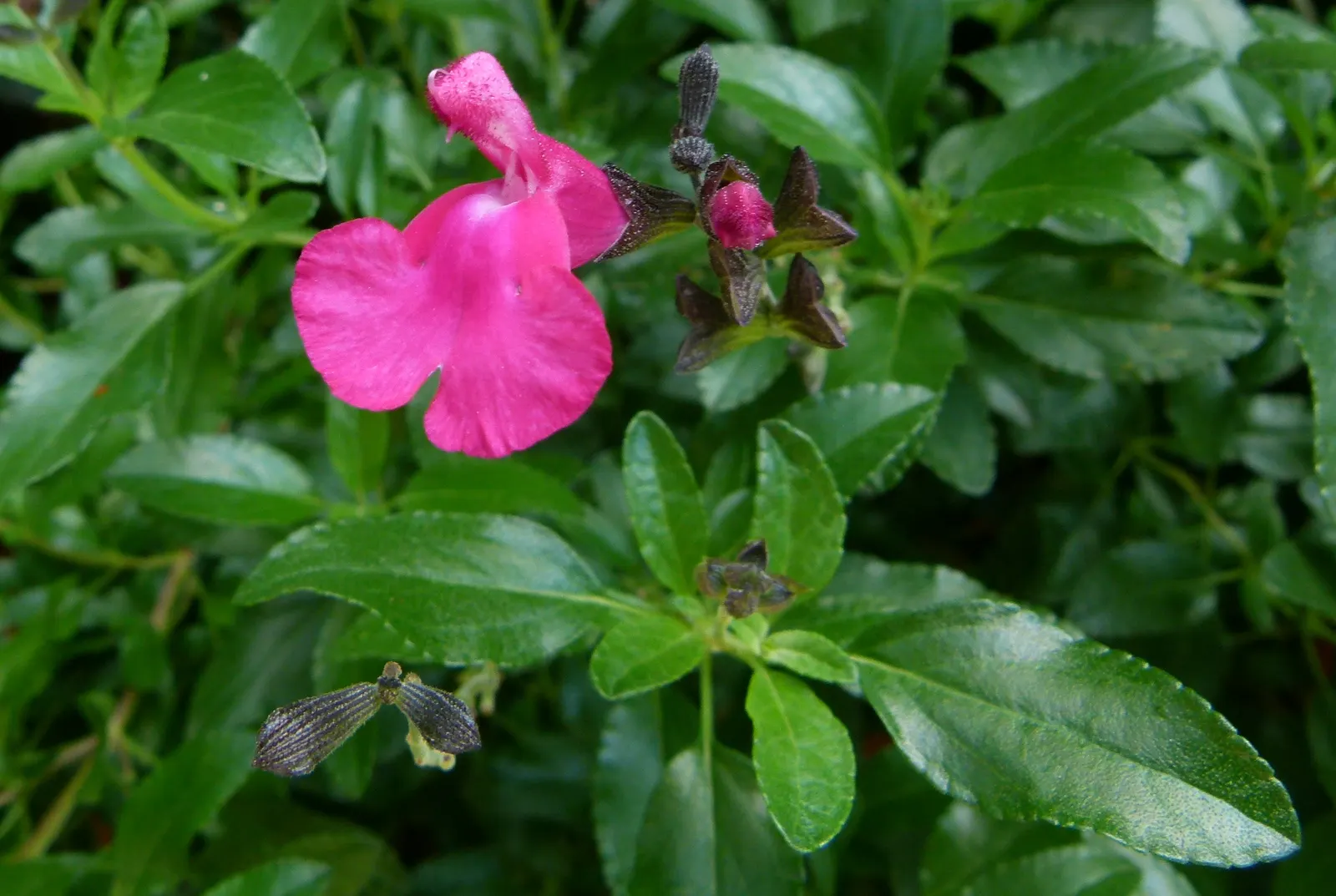 Baby Sage (Salvia Microphylla 'Berzerkeley') — 'Berzerkeley' is drought tolerant; shrub with pink blooms, image 62