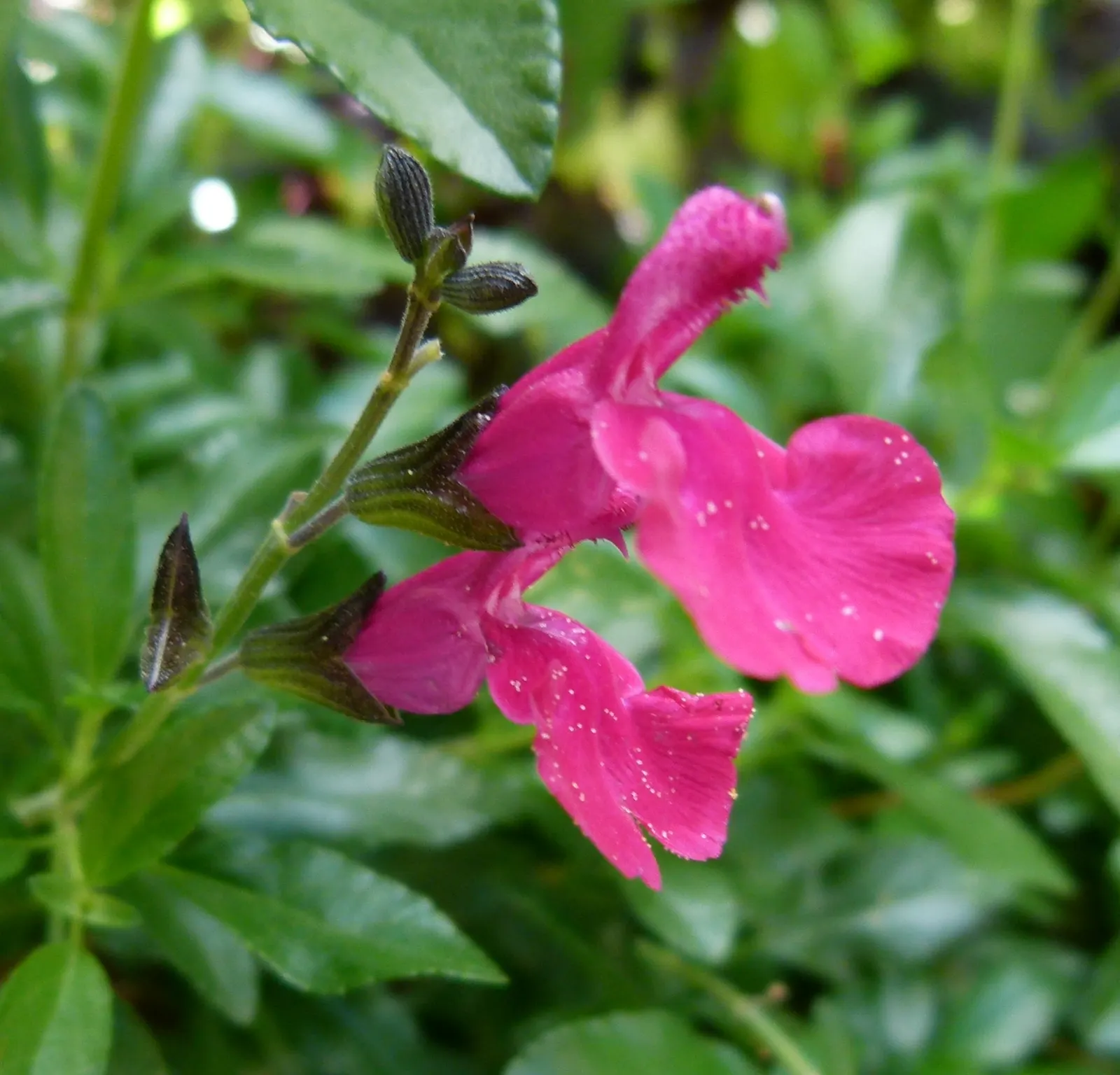 Baby Sage (Salvia Microphylla 'Berzerkeley') — Its compact form also allows it to fit well in smaller garden spaces; ovate leaves with a light, image 60