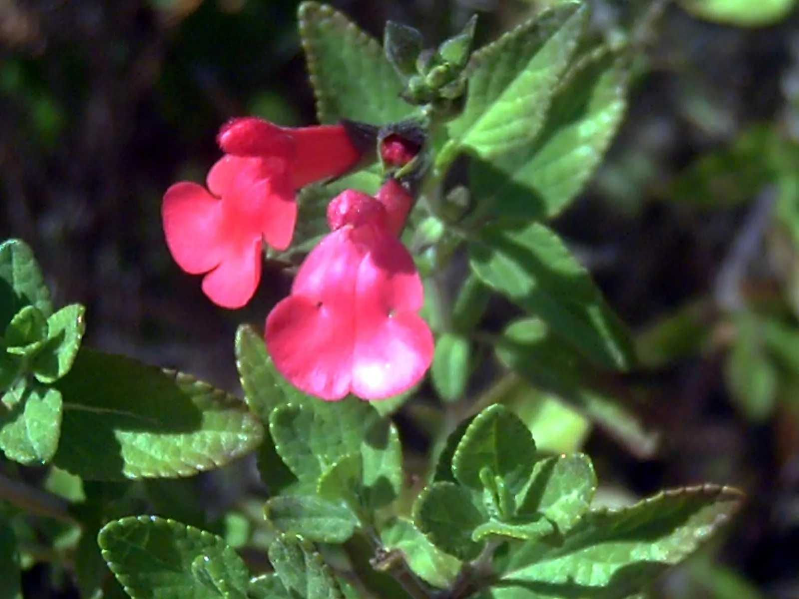Baby Sage (Salvia Microphylla 'Berzerkeley') — 'Berzerkeley' is drought tolerant