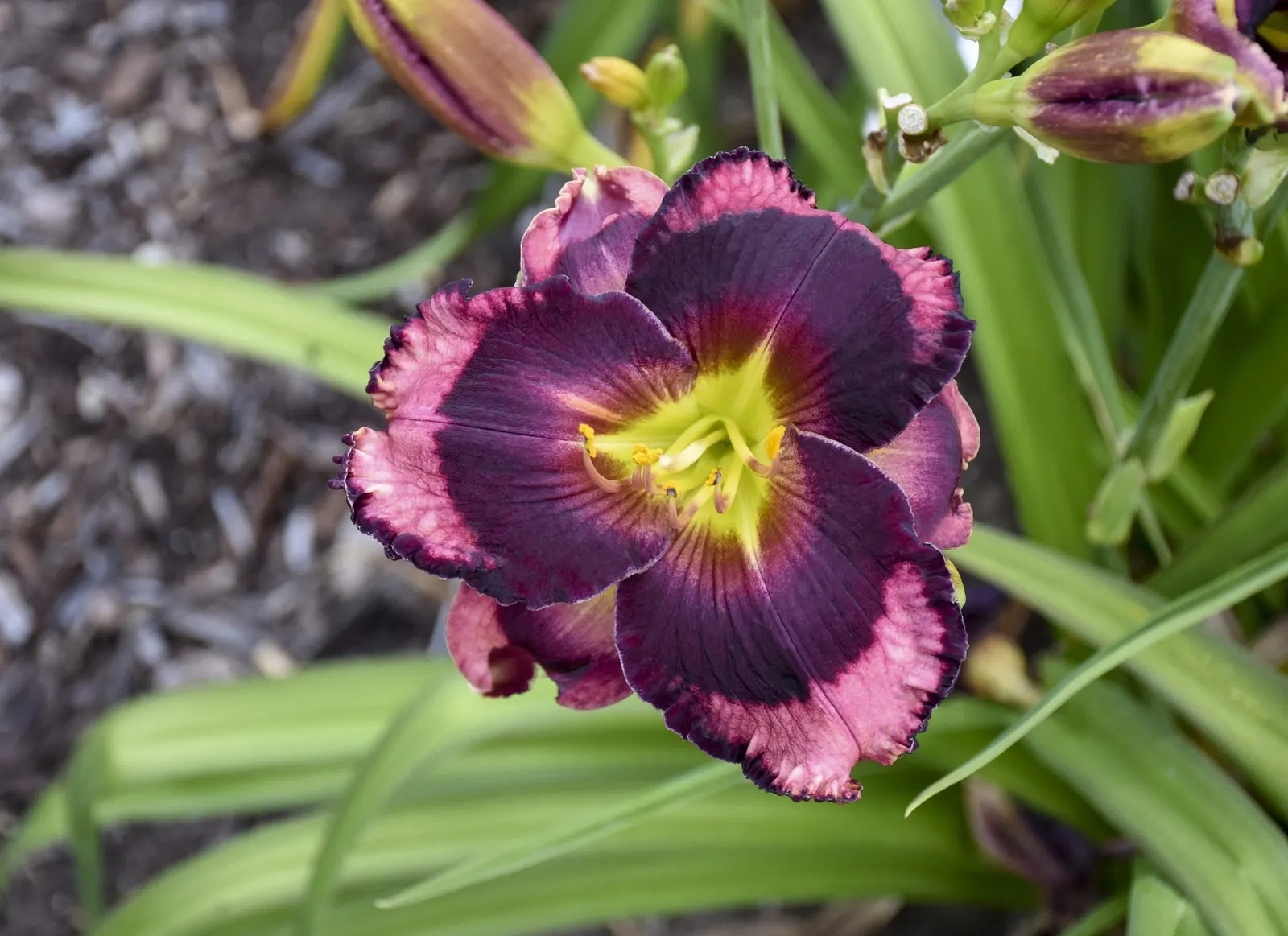 'Storm Shelter' Daylily (Hemerocallis hybrid) — adaptable perennial that will grow in almost any soil
