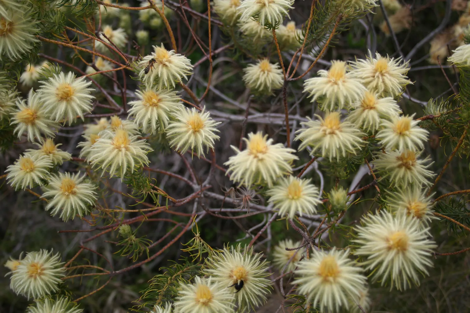 Featherhead (Phylica Pubescens) — Prized for its silvery-green foliage and golden-brown
