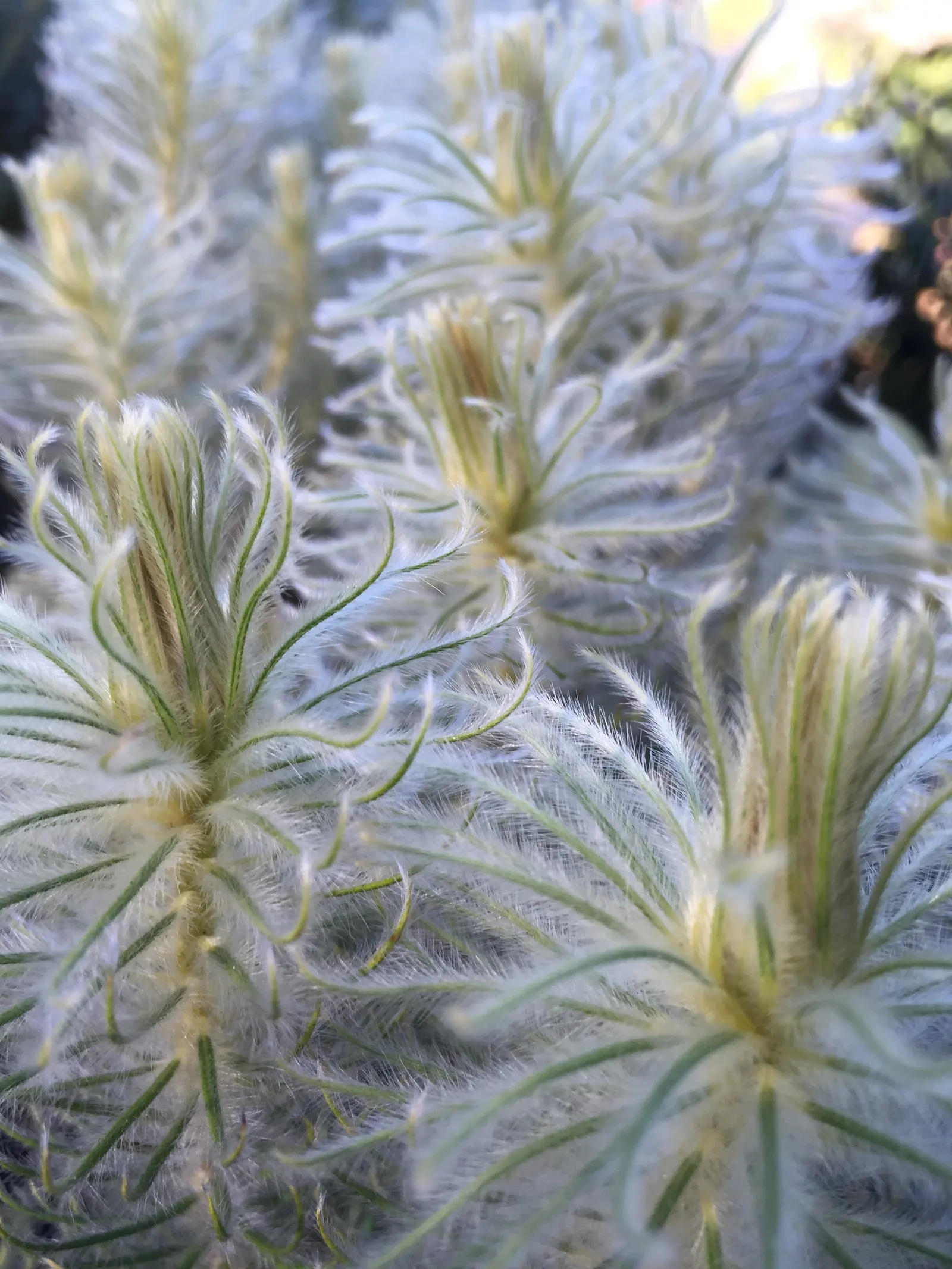Featherhead (Phylica Pubescens) — it blooms from late winter to early spring