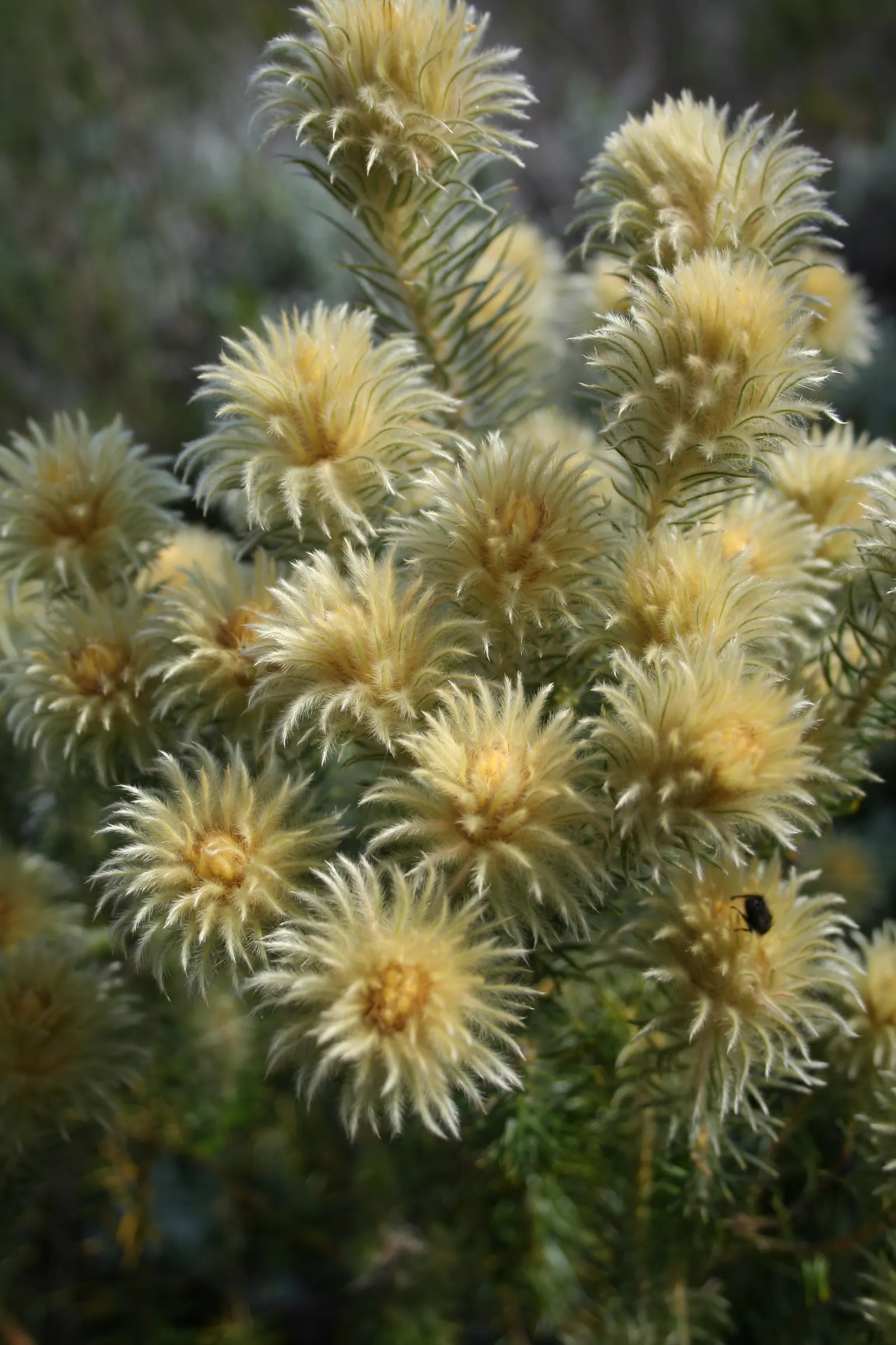 Featherhead (Phylica Pubescens) — This South African native prefers well-drained soil and thrives in full to partial sun