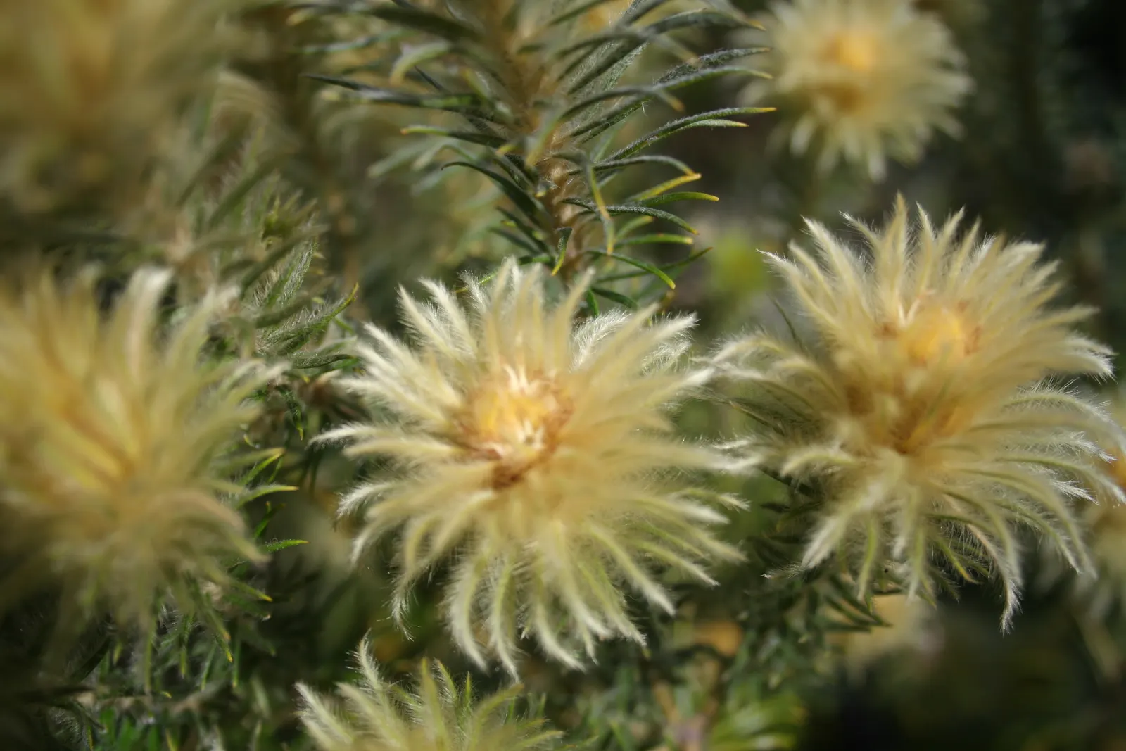 Featherhead (Phylica Pubescens) — It's drought-tolerant once established