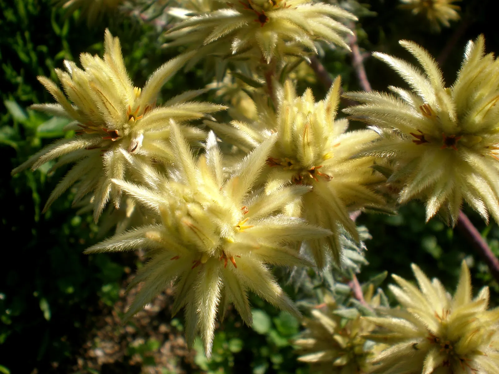 Featherhead (Phylica Pubescens) — offering a low-maintenance option for water-wise gardens and adding unique texture to landscape designs