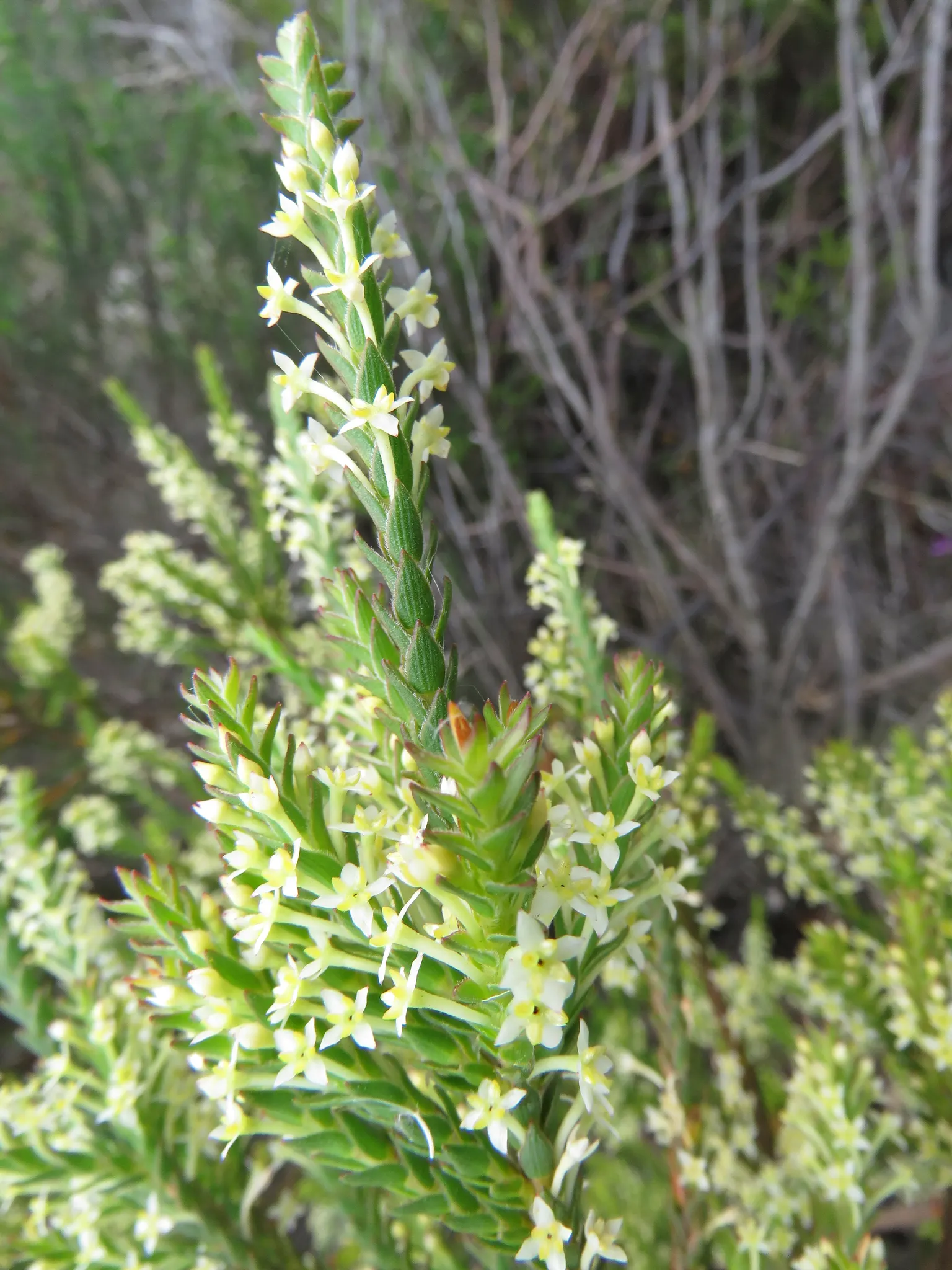 Featherhead (Phylica Pubescens) — offering a delightful display when many other plants are dormant.<br><br>Hardy in USDA zones 9 to 11
