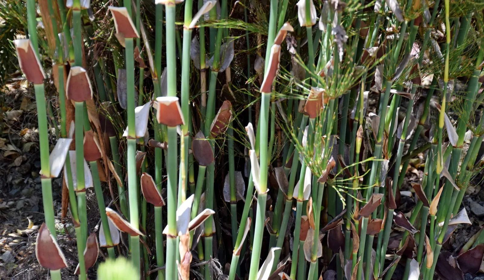 Featherhead (Phylica Pubescens) — feather-like flower clusters that bloom in profusion