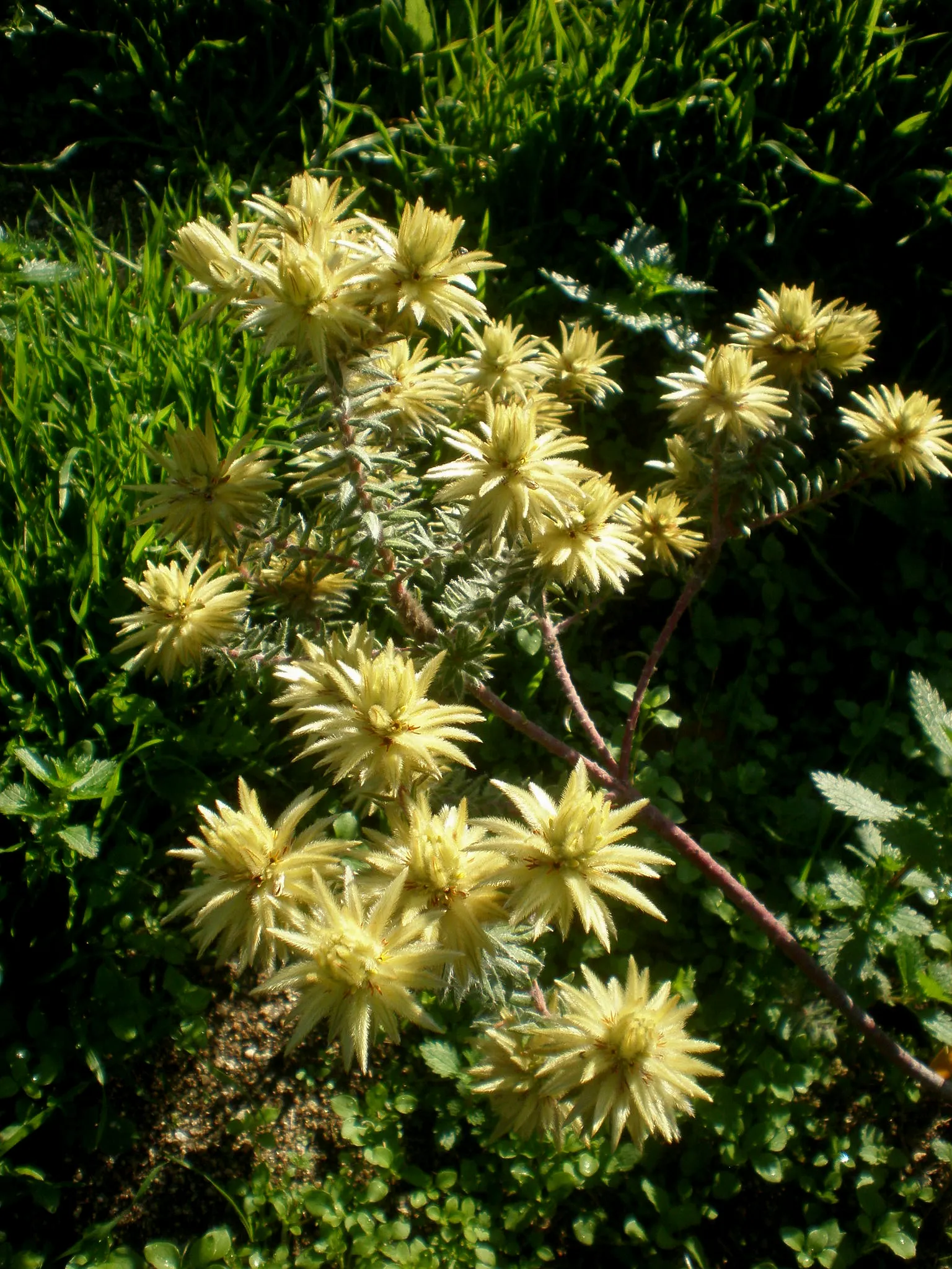 Featherhead (Phylica Pubescens) — Phylica pubescens, commonly known as Featherhead, is an enchanting evergreen shrub native to South Africa