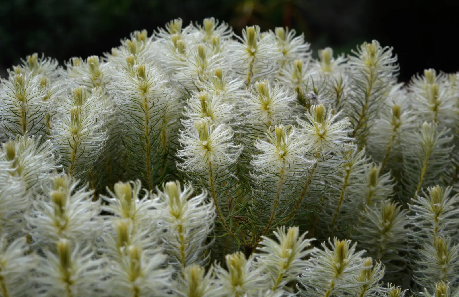 Featherhead (Phylica Pubescens) — Phylica pubescens, commonly dubbed Featherhead, is a charming evergreen shrub standing about 3-5 feet tall