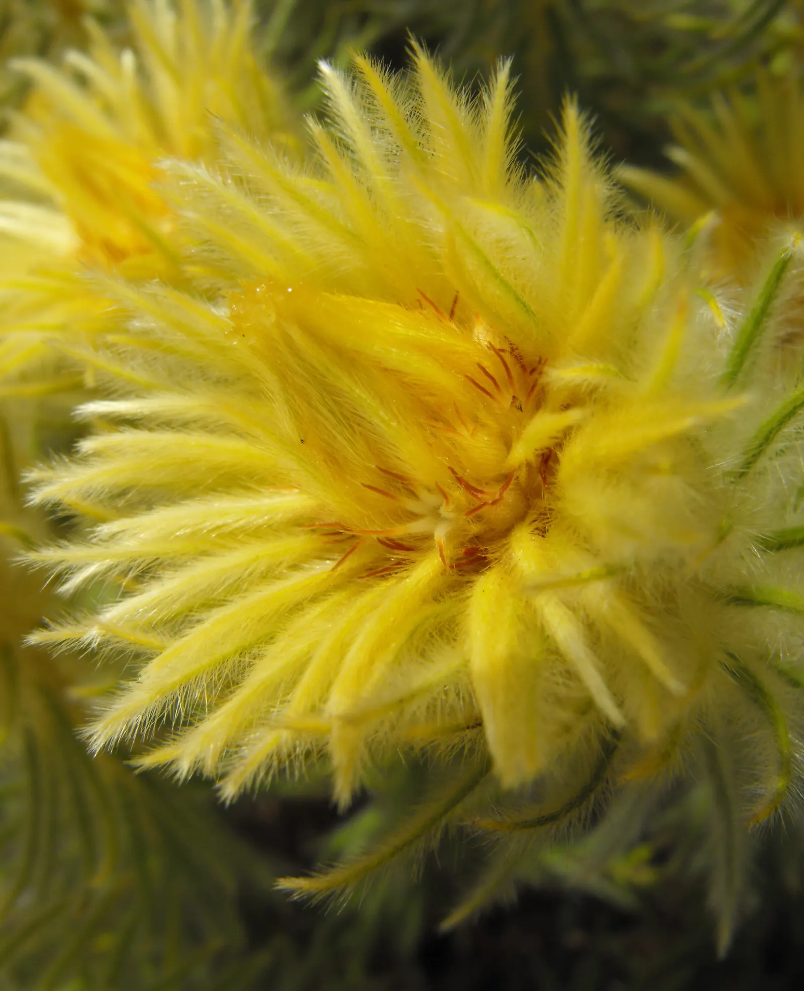 Featherhead (Phylica Pubescens) — To maintain its shape and promote vigorous flowering