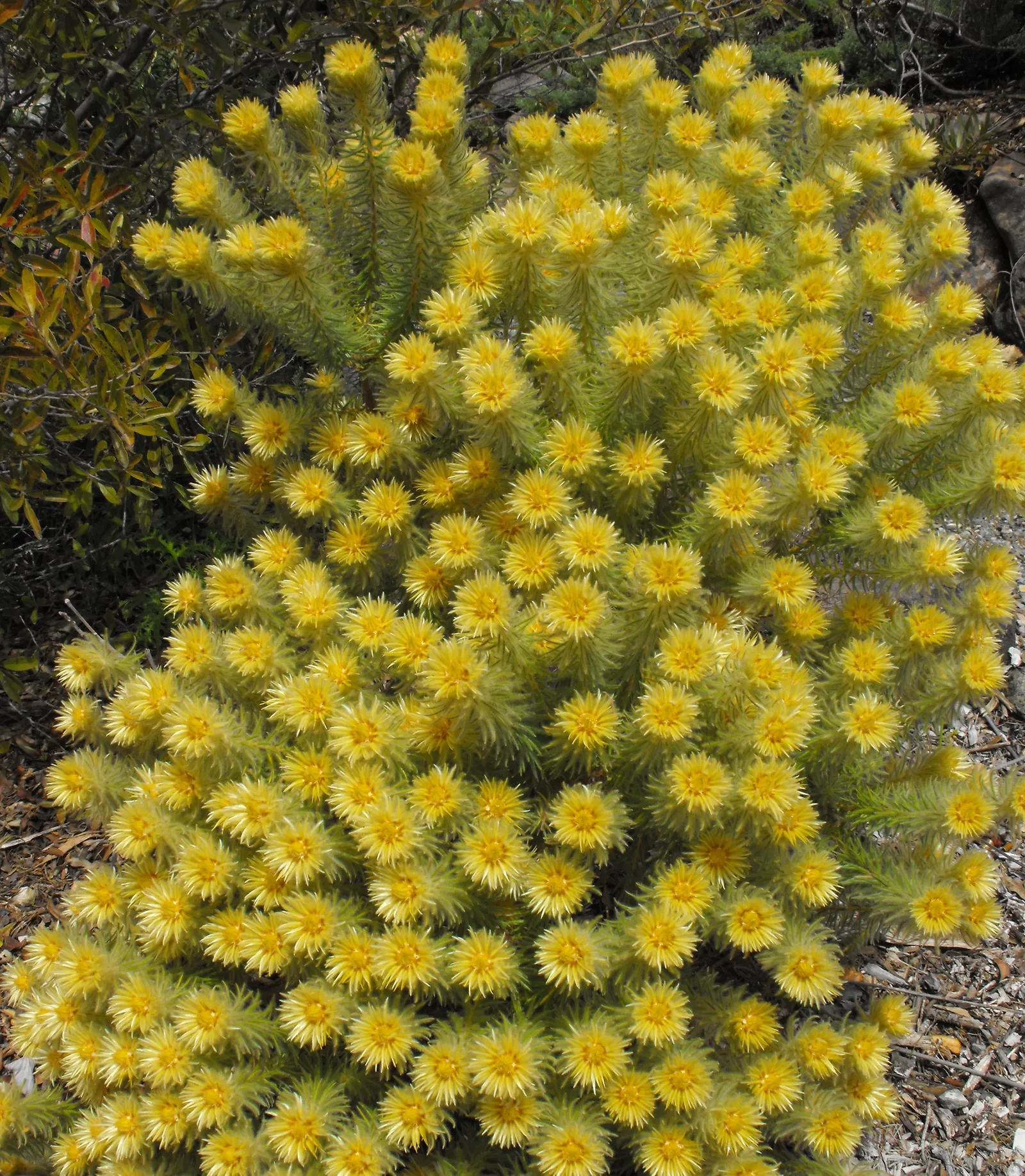 Featherhead (Phylica Pubescens) — it requires minimal watering once established