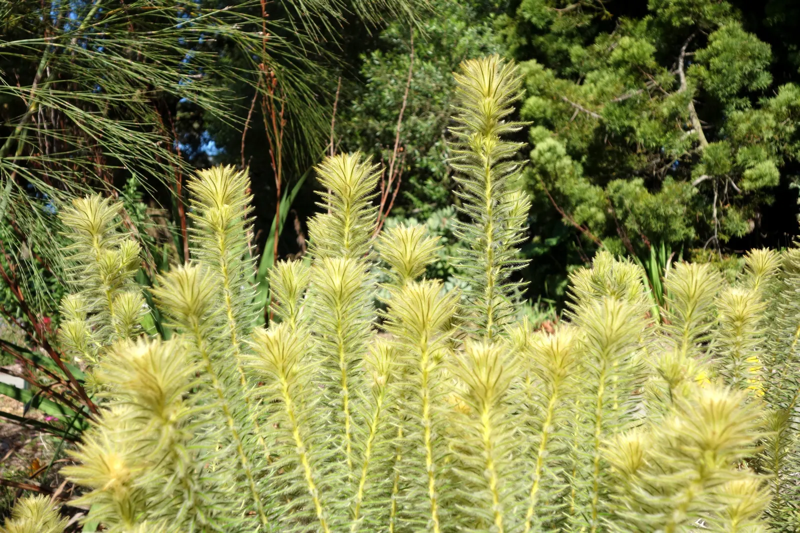 Featherhead (Phylica Pubescens) — rounded growth habit typically reaches a height of 3 to 5 feet and spreads approximately 3 to 4 feet wide