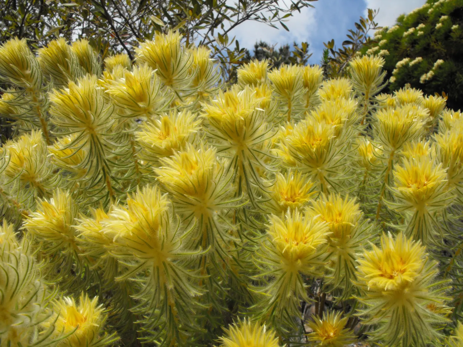 Featherhead (Phylica Pubescens) — Though tolerant of coastal conditions, it requires protection from harsh frost