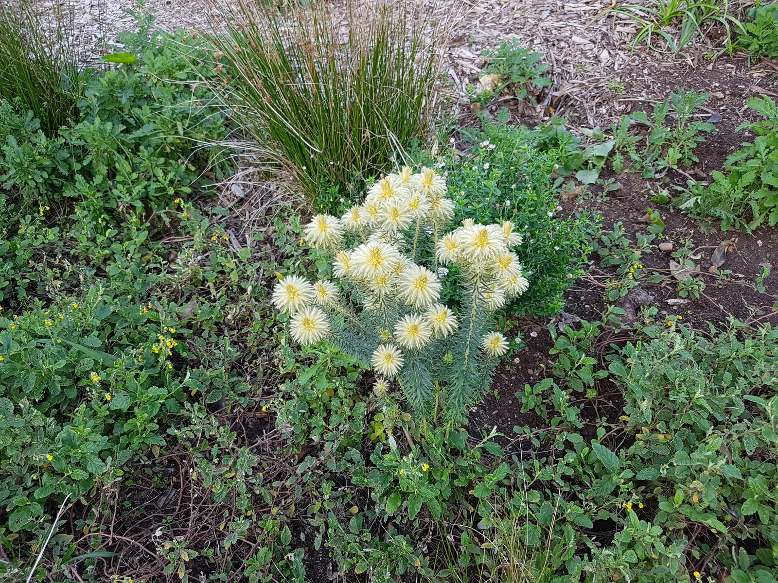 Featherhead (Phylica Pubescens) — making it suitable for drought-tolerant gardens or xeriscaping