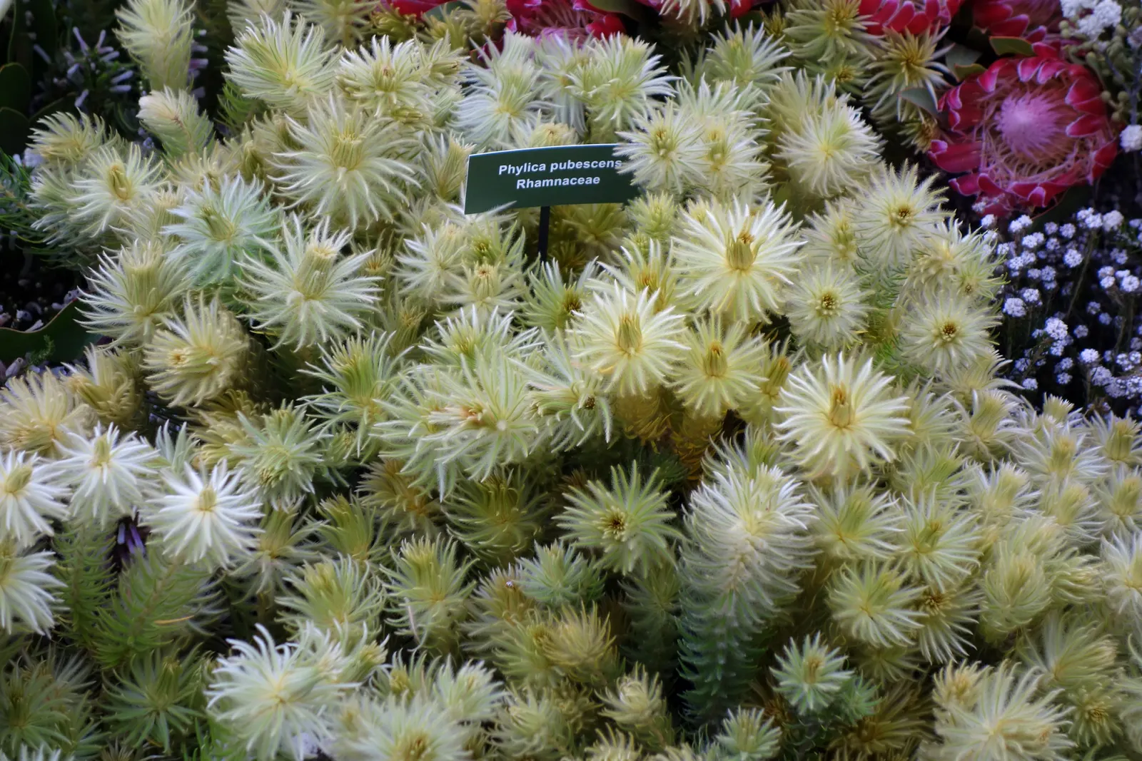 Featherhead (Phylica Pubescens) — it is a choice plant for adding texture and a touch of whimsy to any landscape design