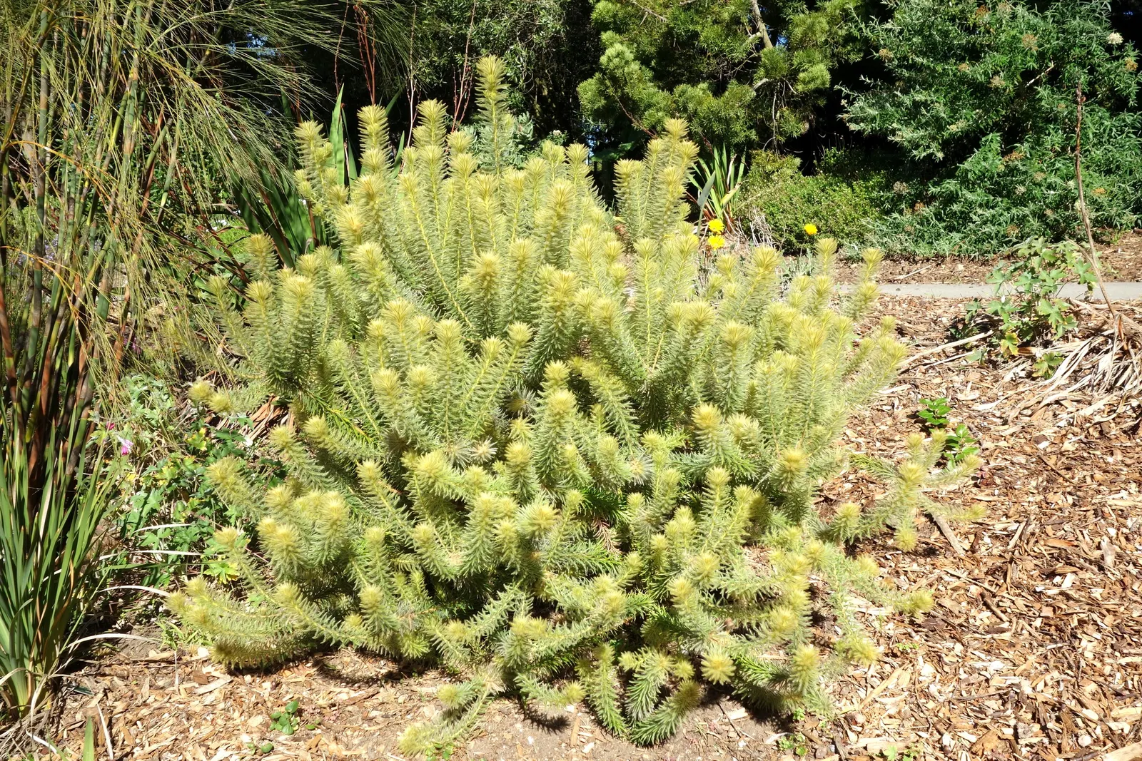 Featherhead (Phylica Pubescens) — Phylica pubescens thrives in well-drained soil and prefers a sunny to partly shaded location