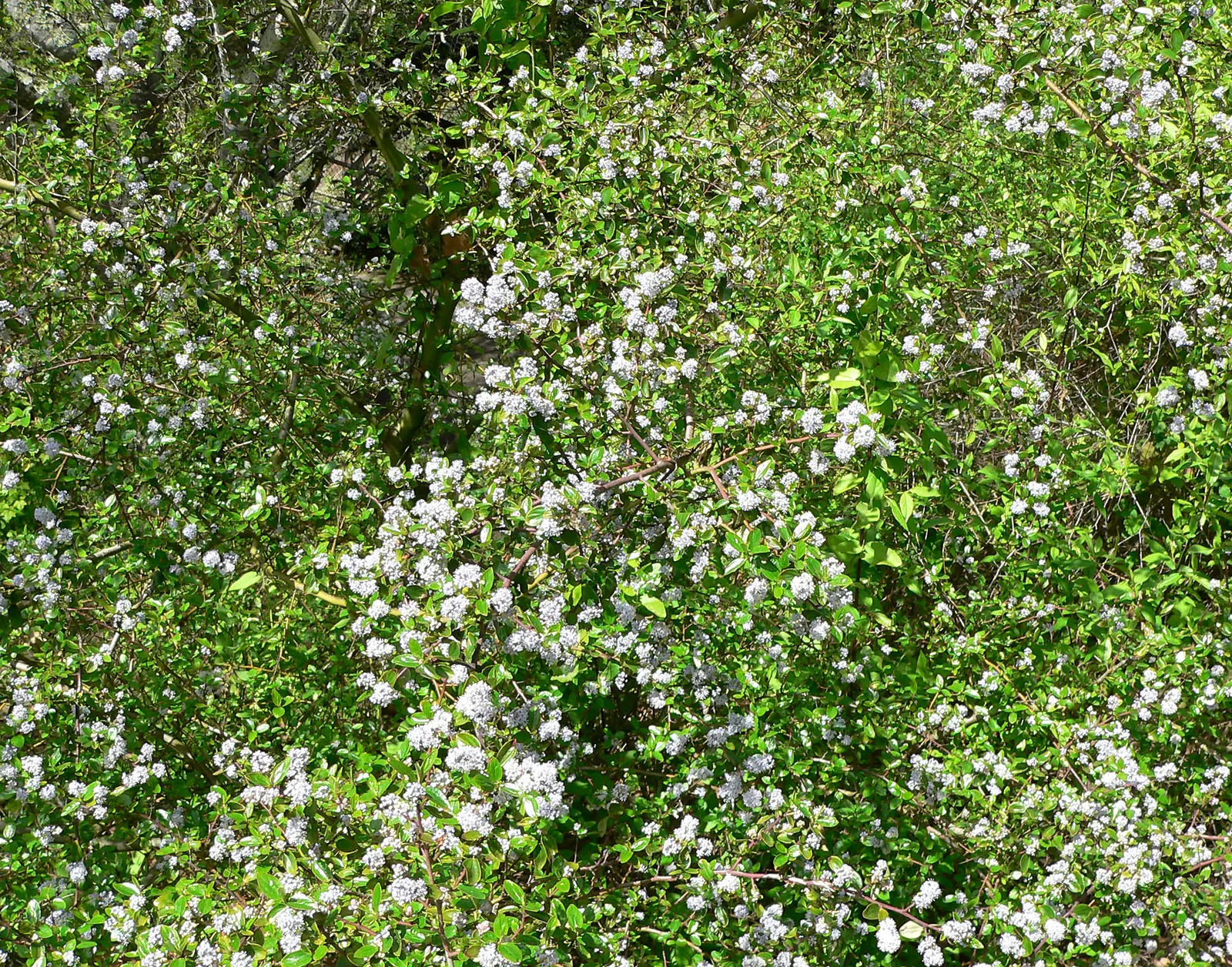 Hairy Ceanothus (Ceanothus Oliganthus) — The Hairy Ceanothus (Ceanothus oliganthus)