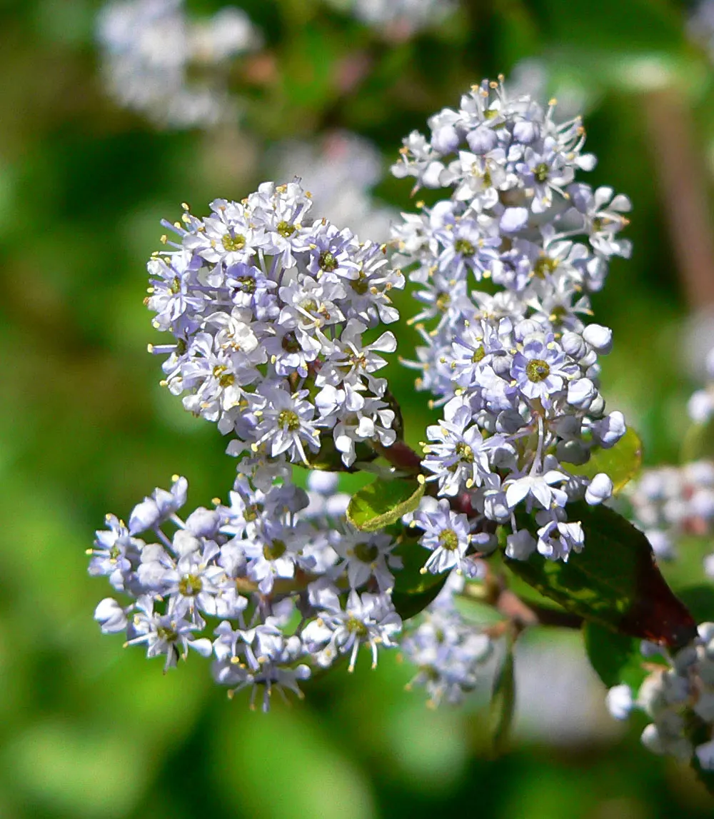Hairy Ceanothus (Ceanothus Oliganthus) — Maturing around 6-8 feet tall and wide