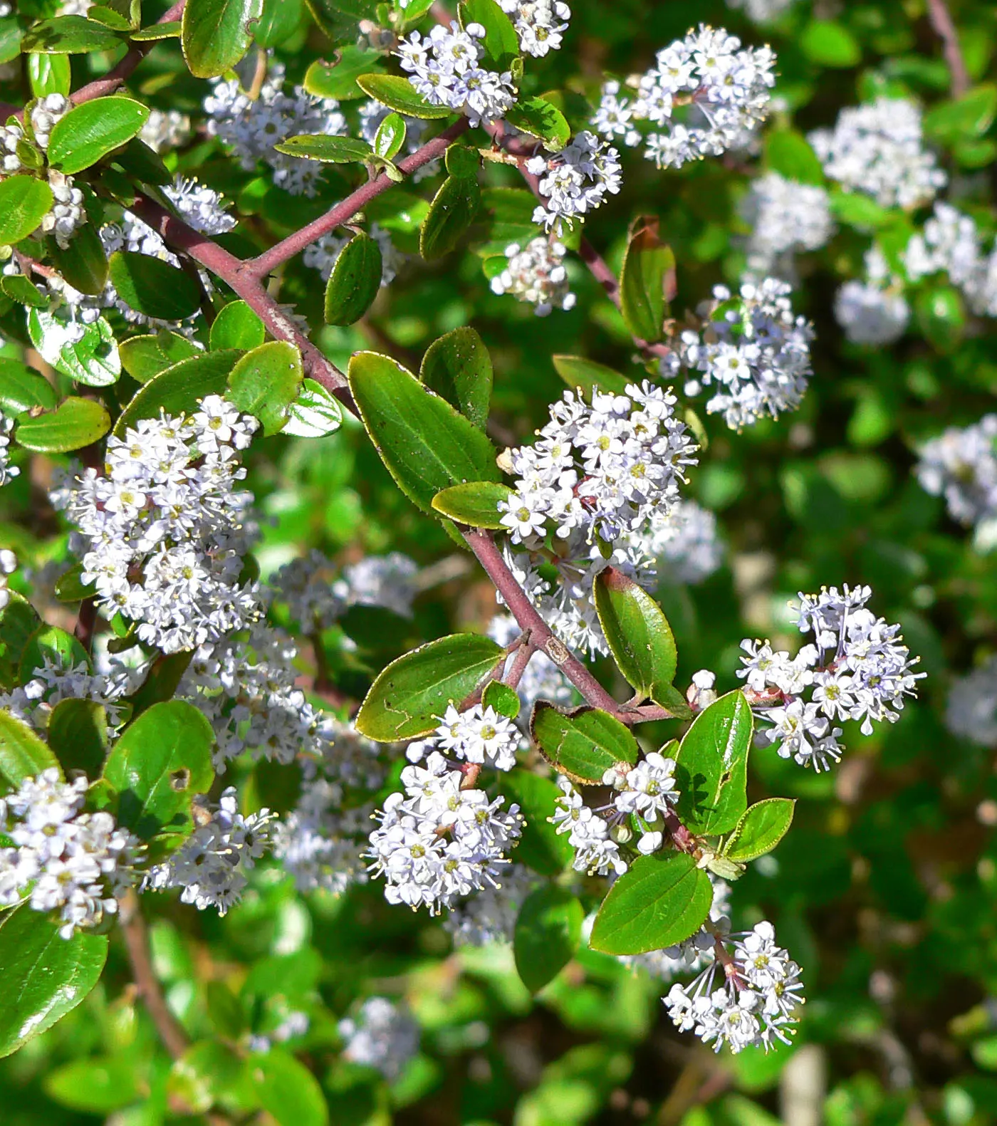 Hairy Ceanothus (Ceanothus Oliganthus) — flourishes in full sun to partial shade
