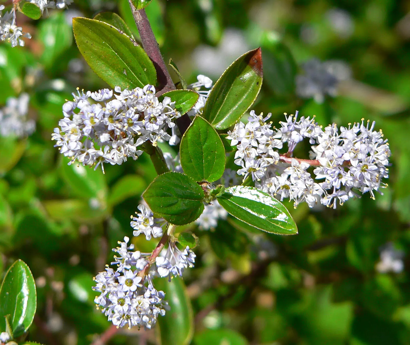 Hairy Ceanothus (Ceanothus Oliganthus) — this shrub boasts dense green foliage and clusters of fragrant