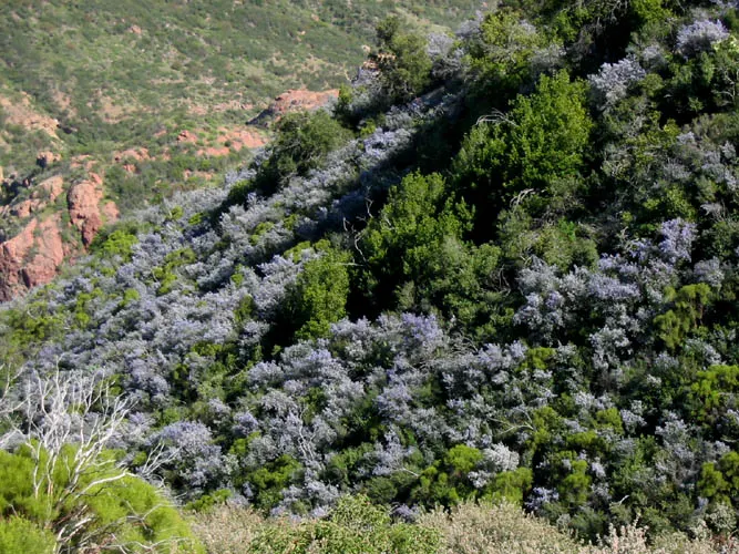 Hairy Ceanothus (Ceanothus Oliganthus) — a versatile California native
