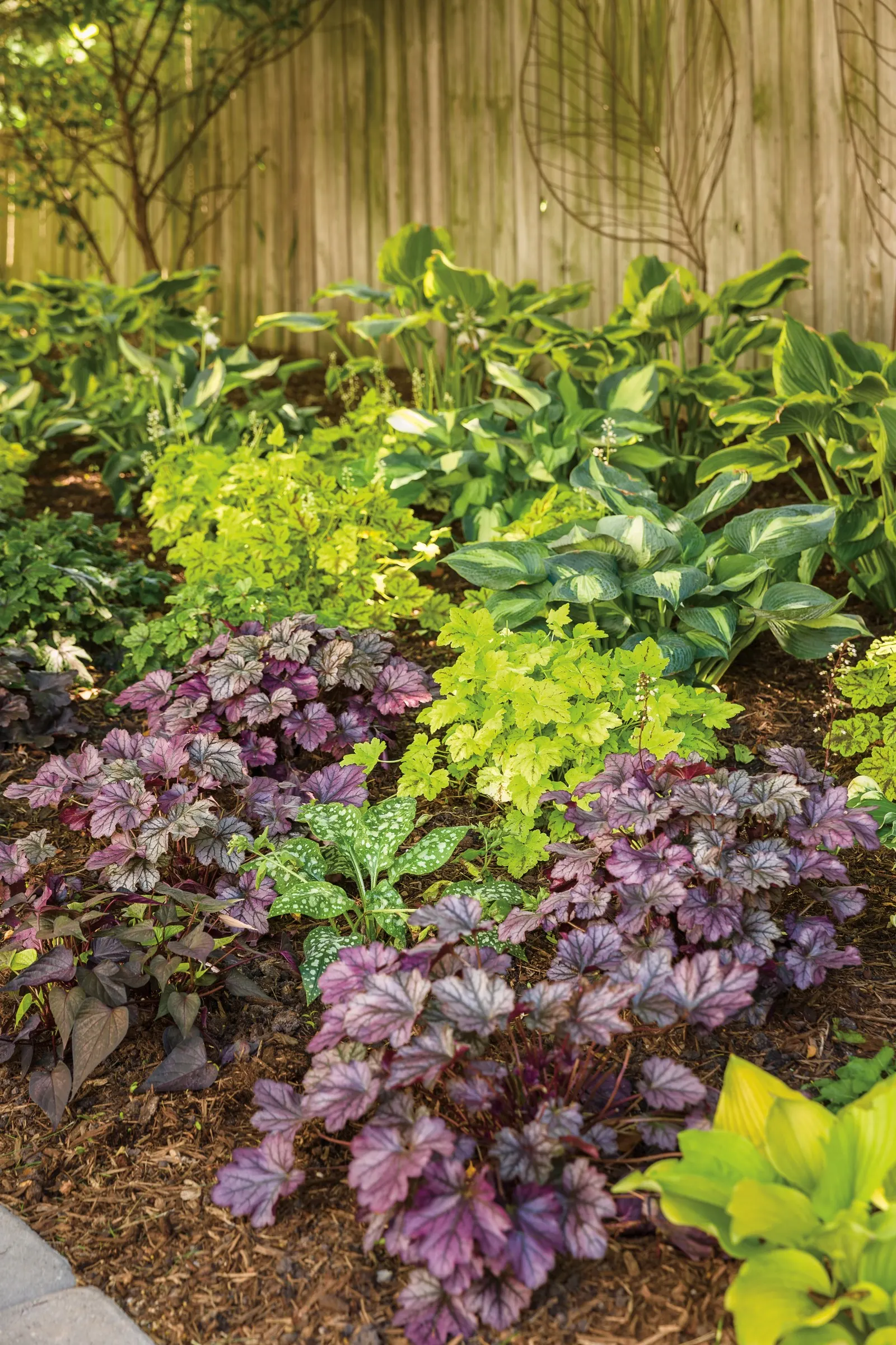 'Etched Glass' Hosta (Hosta hybrid) — Very wide, dark green margins contrast with a bright, brilliant yellow margin