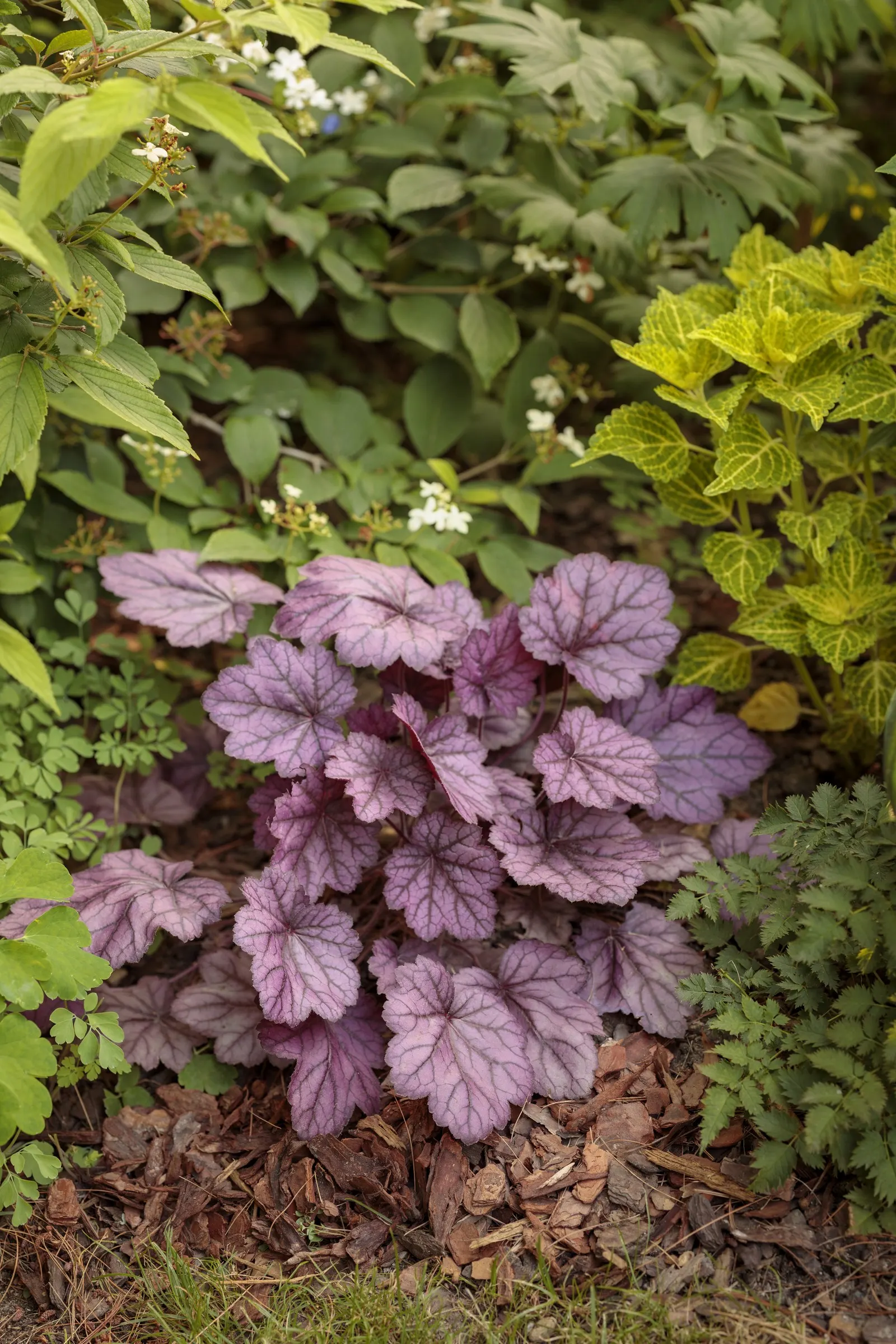 'Wild Rose' Coral Bells (Heuchera hybrid) — It matures at 8-10 inches tall and 18-20 inches wide