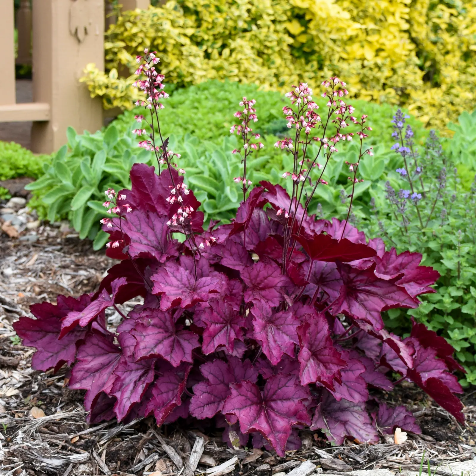 'Wild Rose' Coral Bells (Heuchera hybrid) — it thrives in part shade and tolerates sun where heat is moderate