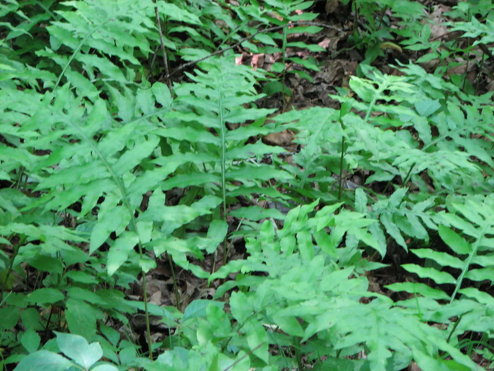 Netted Chain Fern (Woodwardia Areolata) — adds an air of delicate beauty to any shade garden or moist