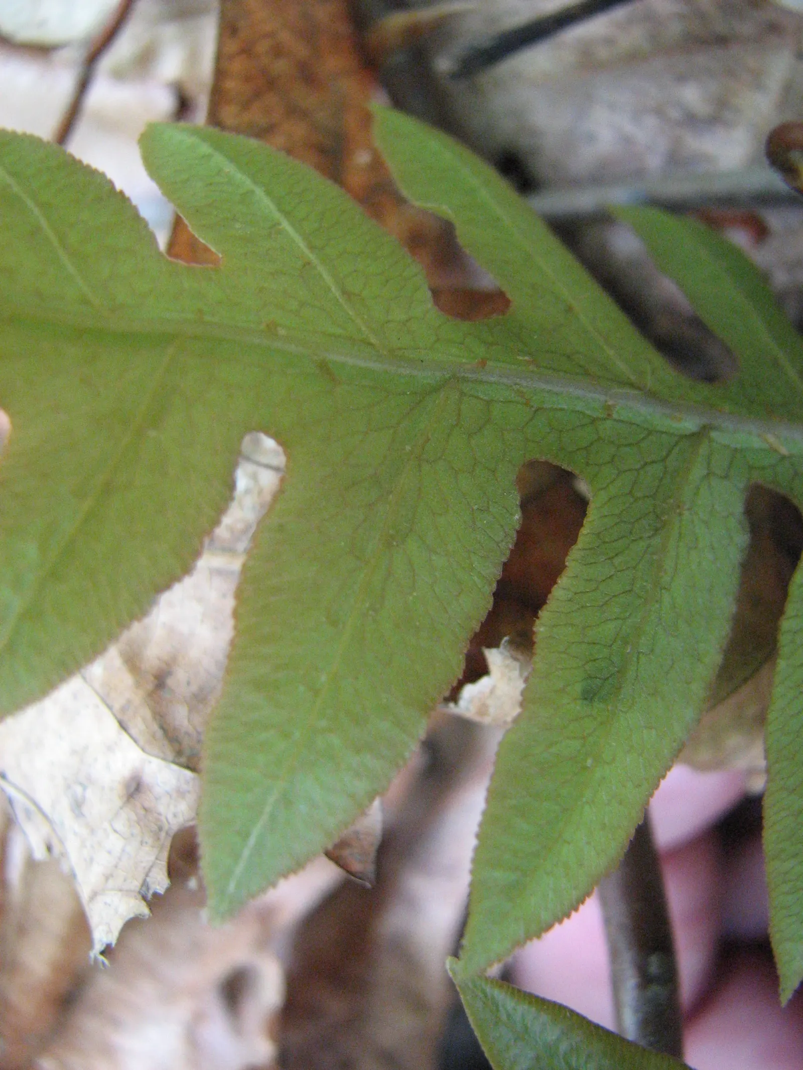 Netted Chain Fern (Woodwardia Areolata) — scientifically named Woodwardia areolata