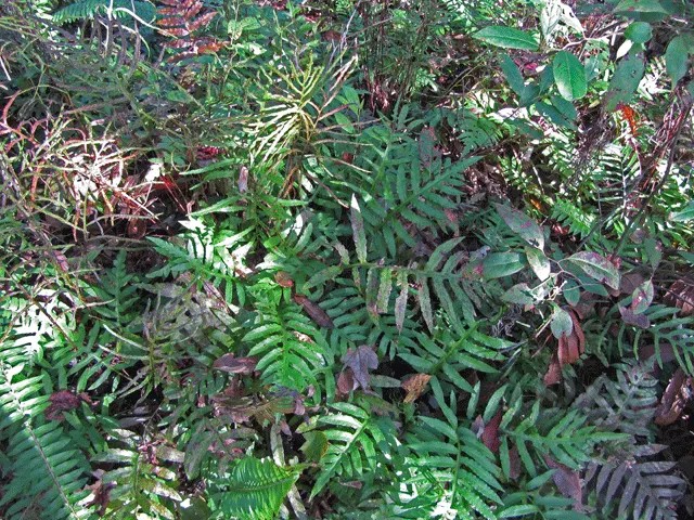 Netted Chain Fern (Woodwardia Areolata) — Its clumping habit provides reliable texture in a shaded landscape design