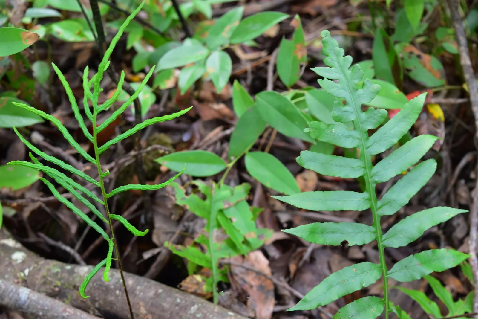 Netted Chain Fern (Woodwardia Areolata) — With a spread of 2-4 feet, this fern is ideal for woodland underplantings or alongside water features