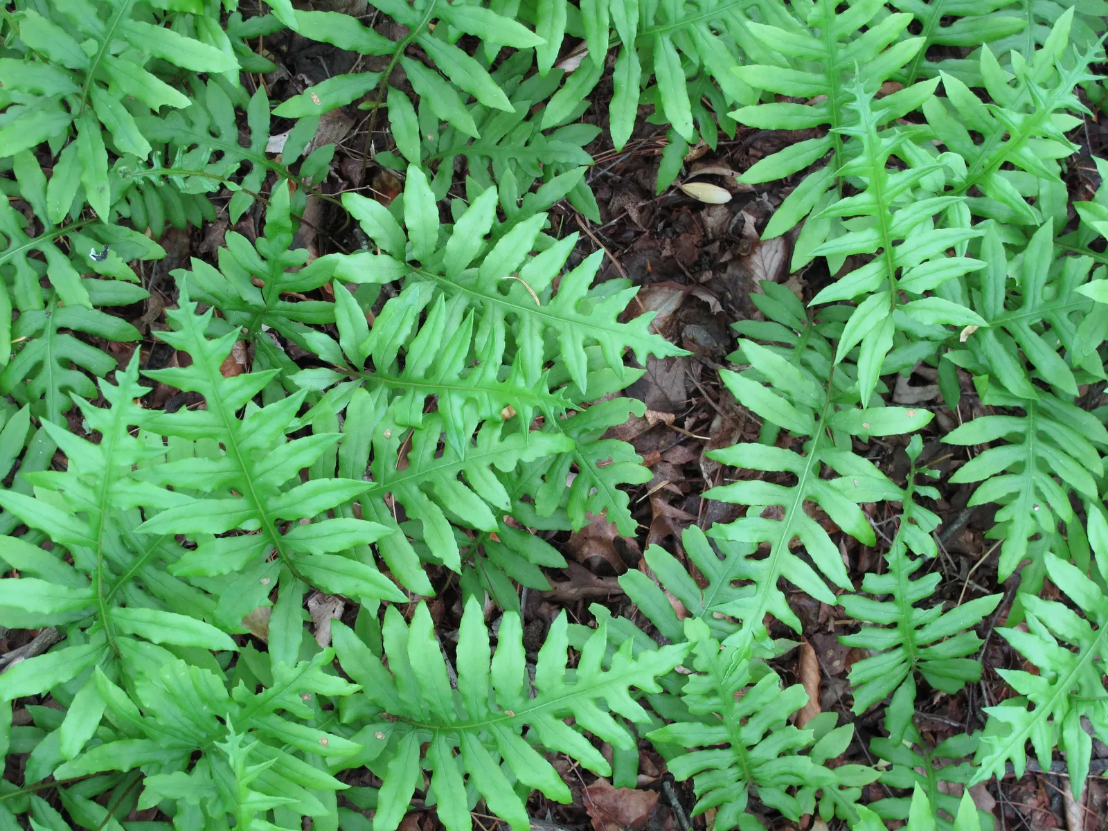 Netted Chain Fern (Woodwardia Areolata) — Preferring moist, acidic soil, it offers lush greenery in hardiness zones 6-9