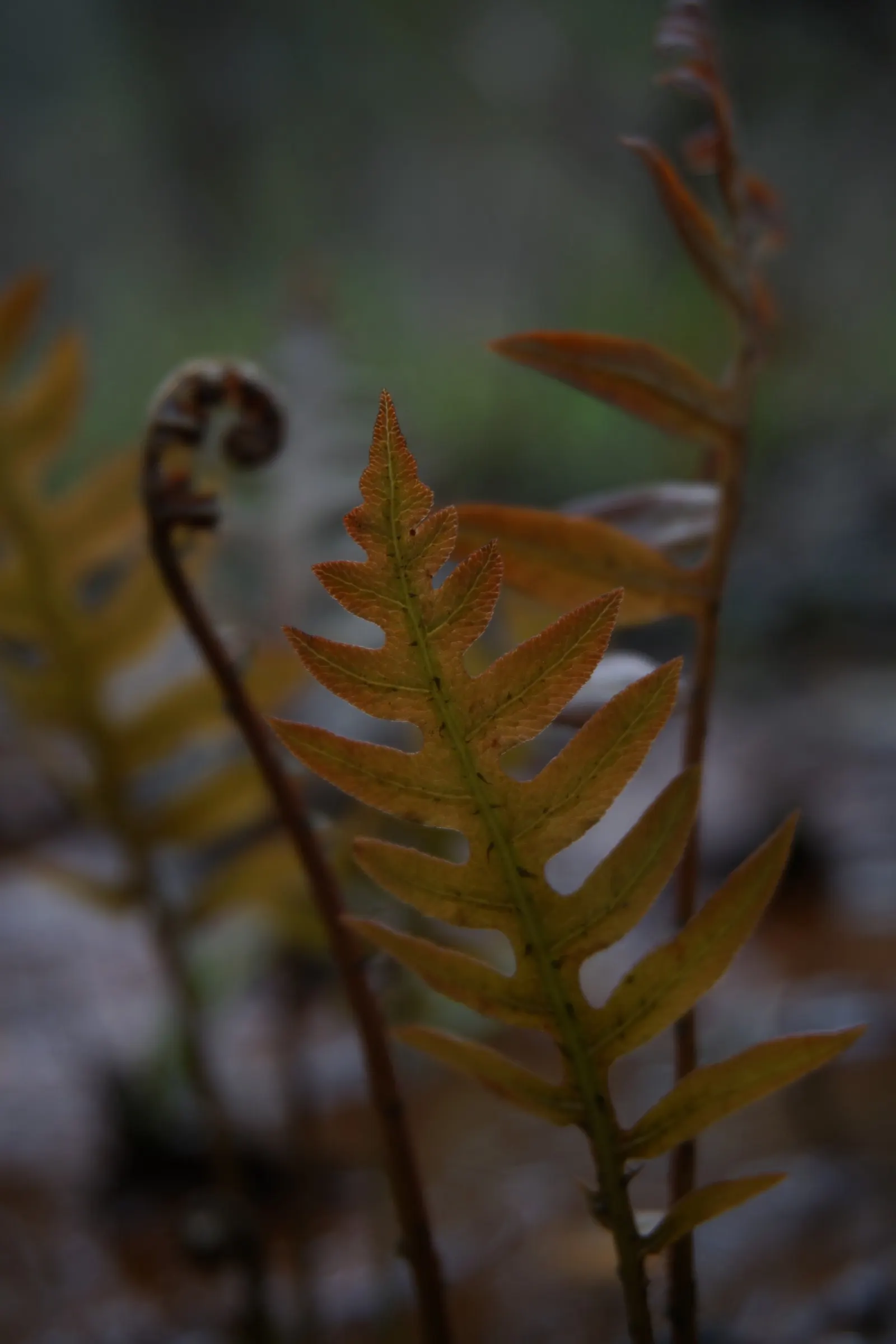 Netted Chain Fern (Woodwardia Areolata) — is a shade-tolerant perennial boasting lacy fronds that can reach up to 2-3 feet in length