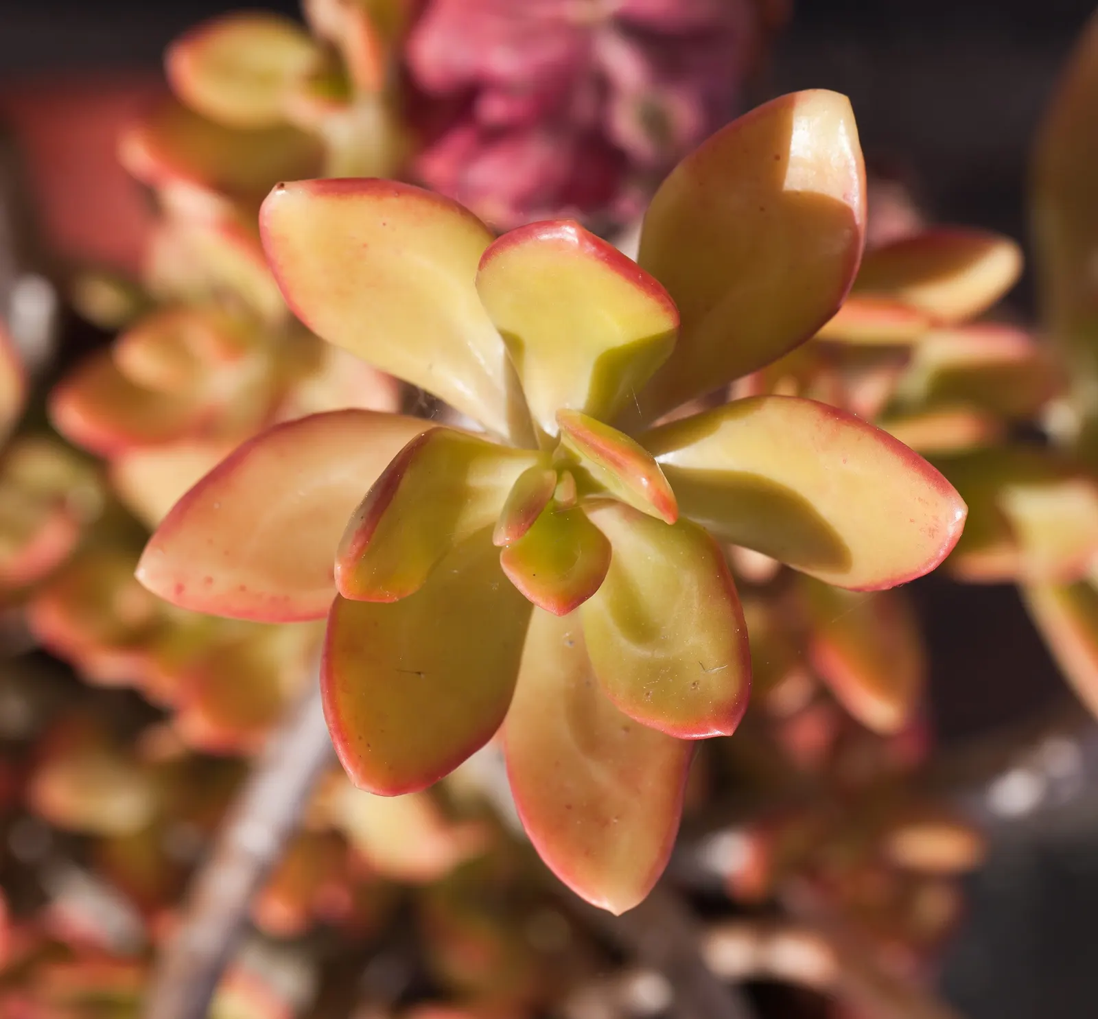 Shrubby Stonecrop (Sedum Praealtum) — full to partial sun exposure