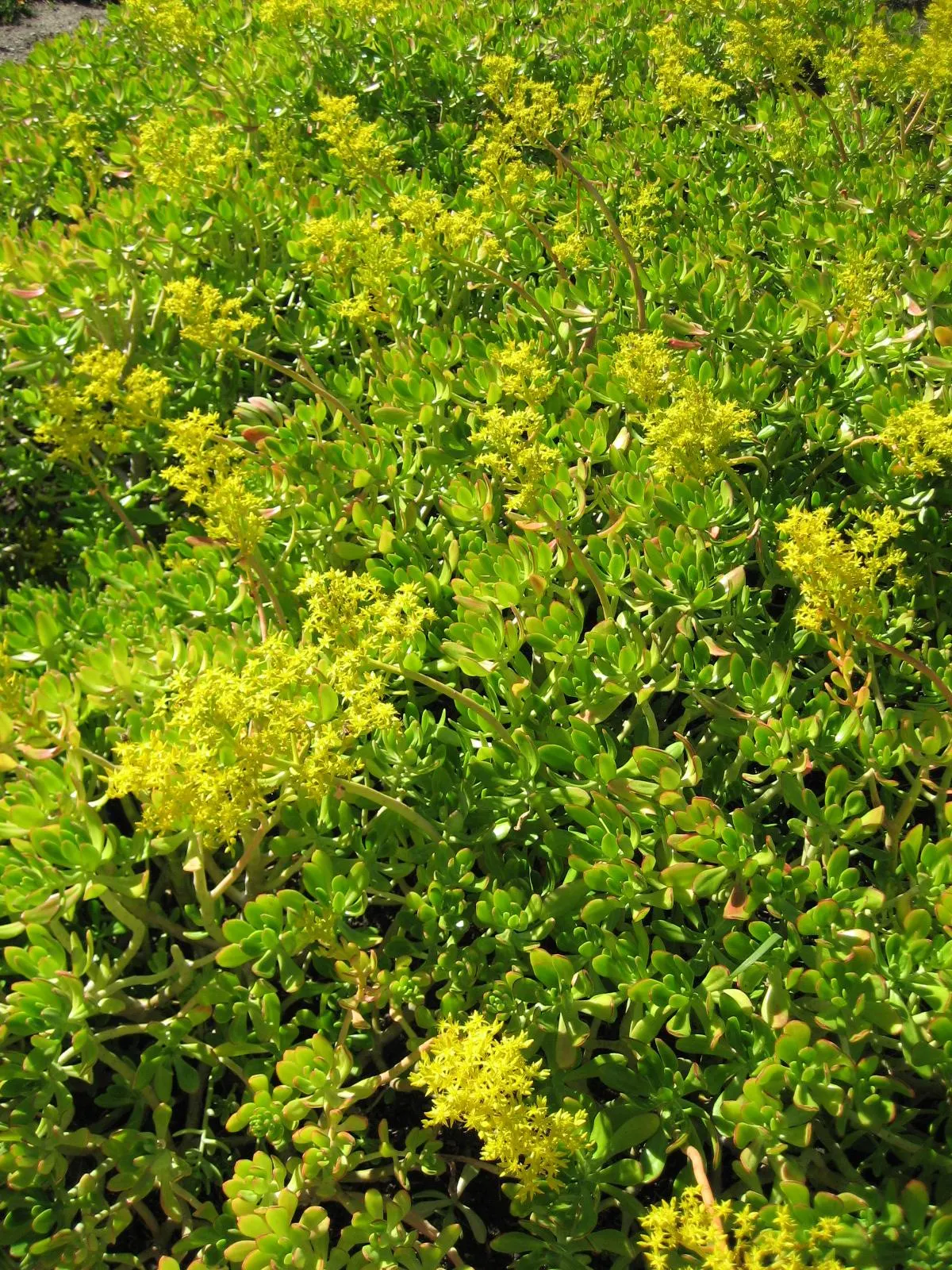 Shrubby Stonecrop (Sedum Praealtum) — evergreen perennial that deserves attention in both residential and public landscapes