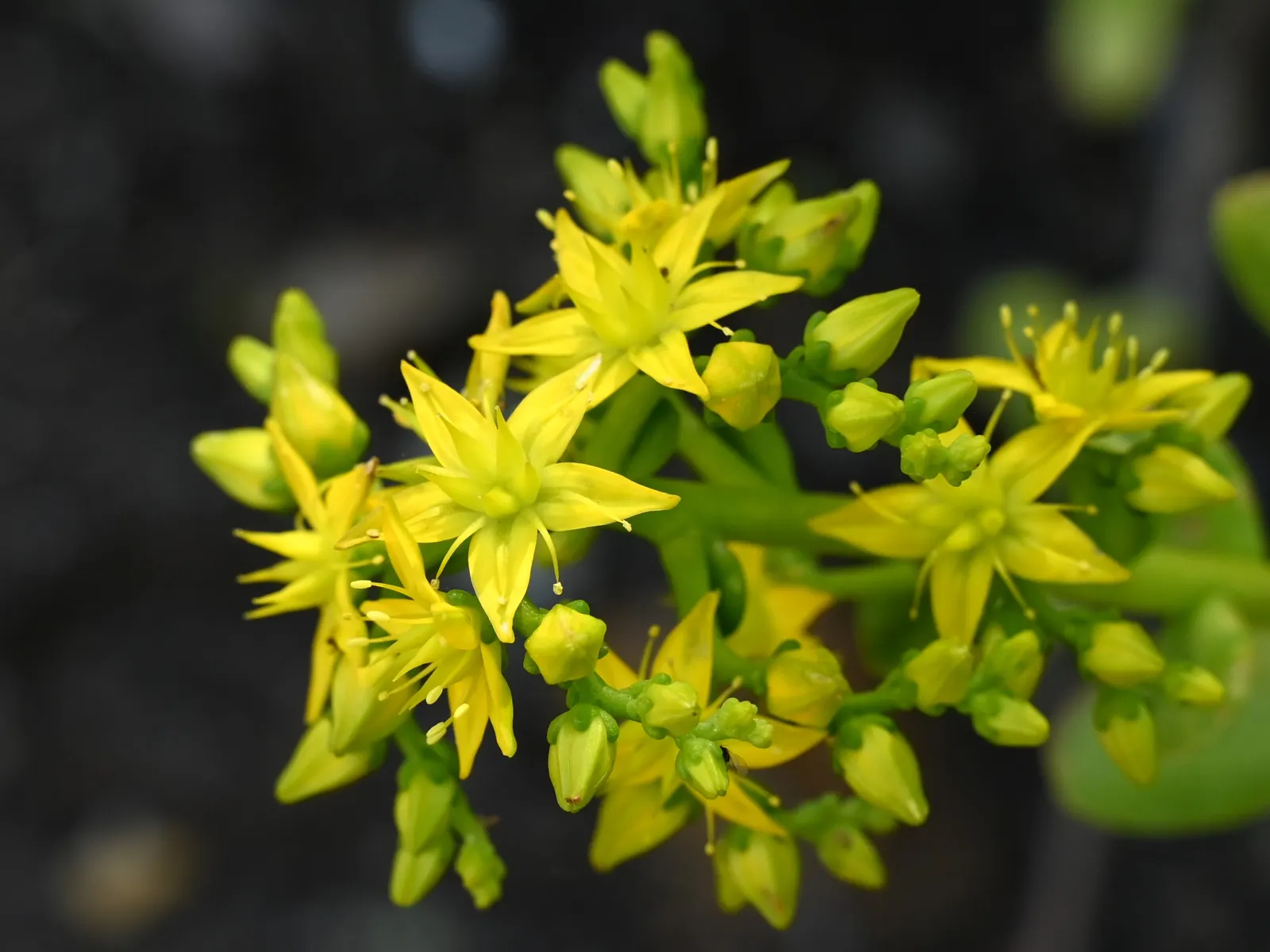 Shrubby Stonecrop (Sedum Praealtum) — fleshy leaves which retain water