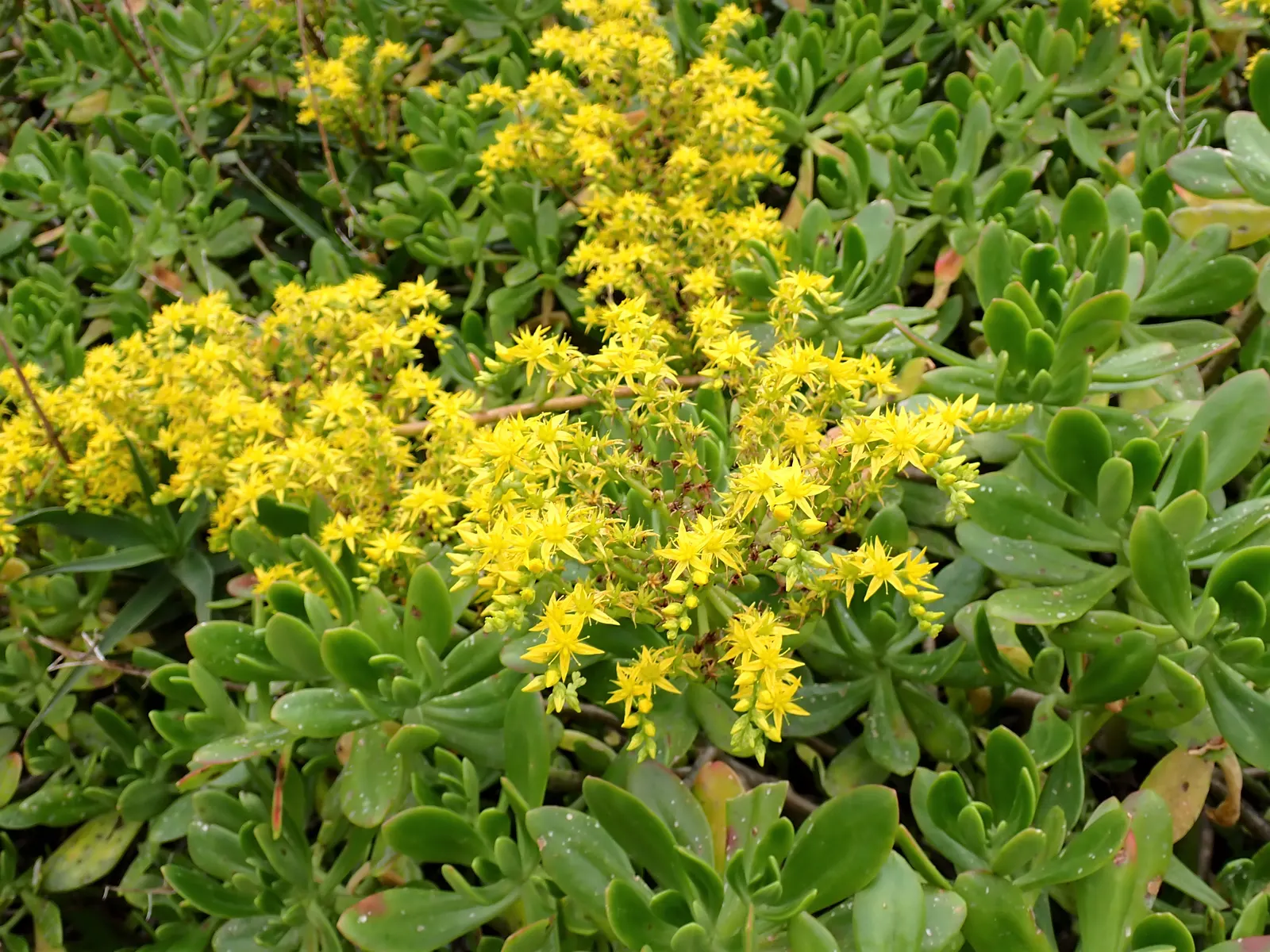 Shrubby Stonecrop (Sedum Praealtum) — an adaptation that enables it to thrive in drought-prone regions