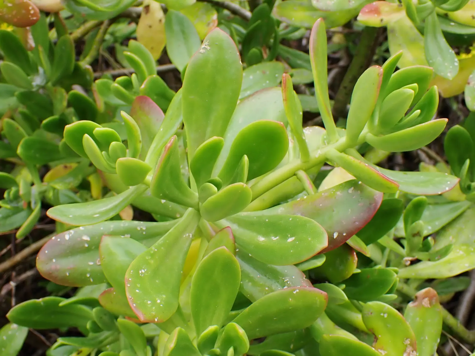Shrubby Stonecrop (Sedum Praealtum) — low-maintenance choice for xeriscaping or rock gardens