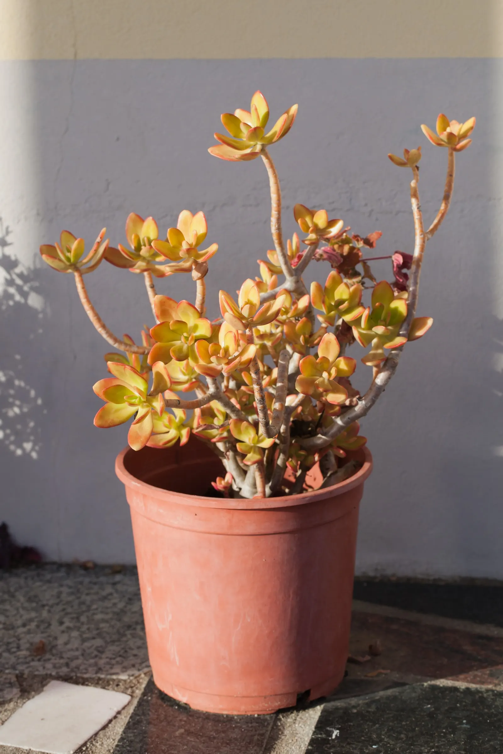 Shrubby Stonecrop (Sedum Praealtum) — apple-green hue that can enliven a garden setting with minimal effort
