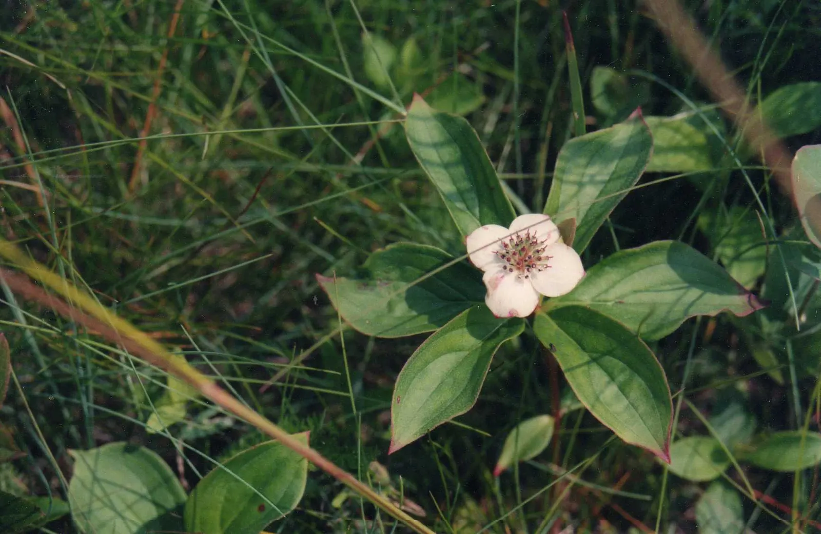 Shrubby Stonecrop (Sedum Praealtum) — It requires well-drained soil